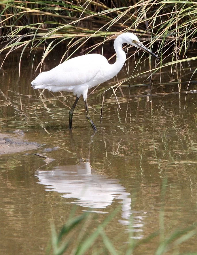 EGRET - LITTLE EGRET- Egretta garzetta - CHONGMING ISLAND - DONGTAN WETLANDS RESERVE (38).JPG