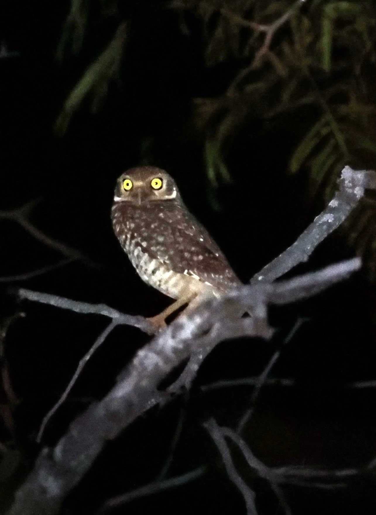Owl - Burrowing Owl - Athene cunicularia - Emas National Park, Goias State, Brazil (12).jpg