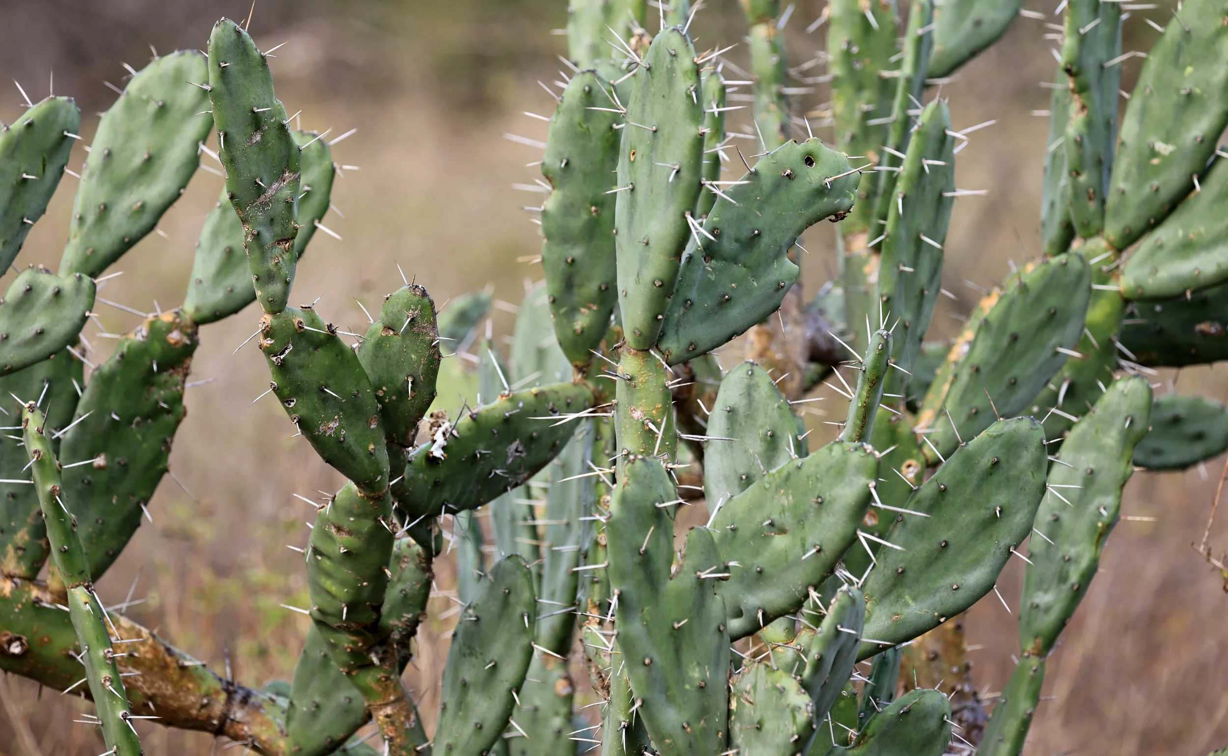 Opuntia elata - Tuna - Selva Serena Natural Reserve 