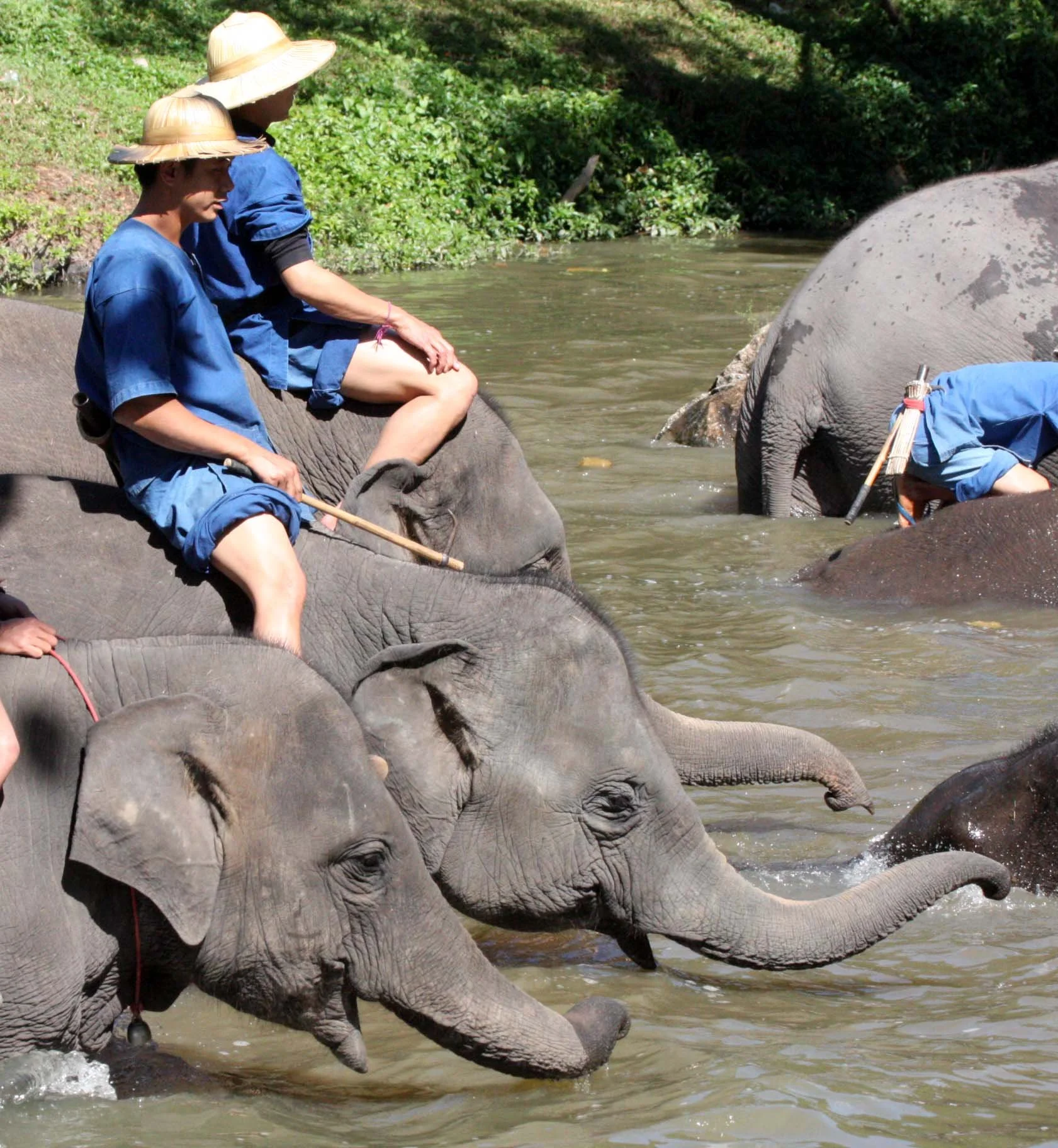 2008 Lampang City & Elephant Center (83).JPG