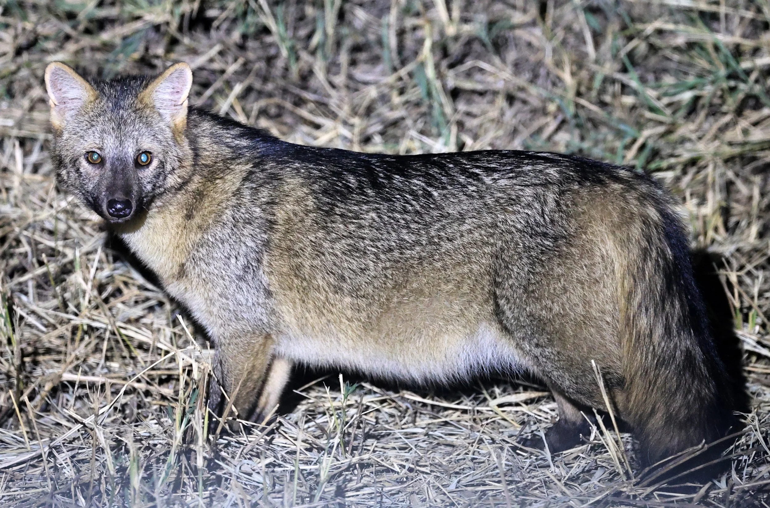 Crab-eating Fox (Cerdocyon thous) Estancia Campo'í Paraguay  (21).jpg