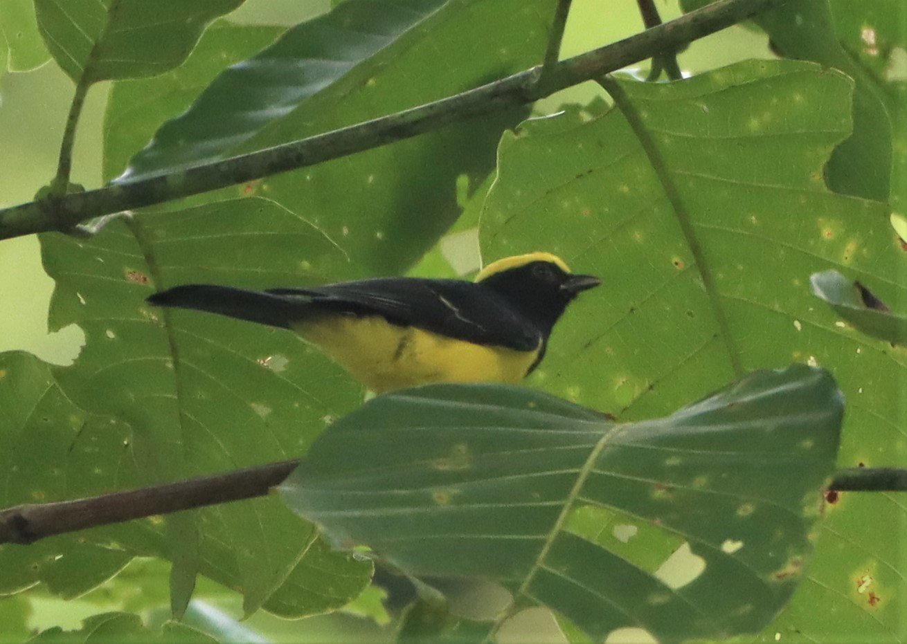 Sultan Tit (Melanochroa sultanea) Kaeng Krachan National Park, Thailand (2).jpg
