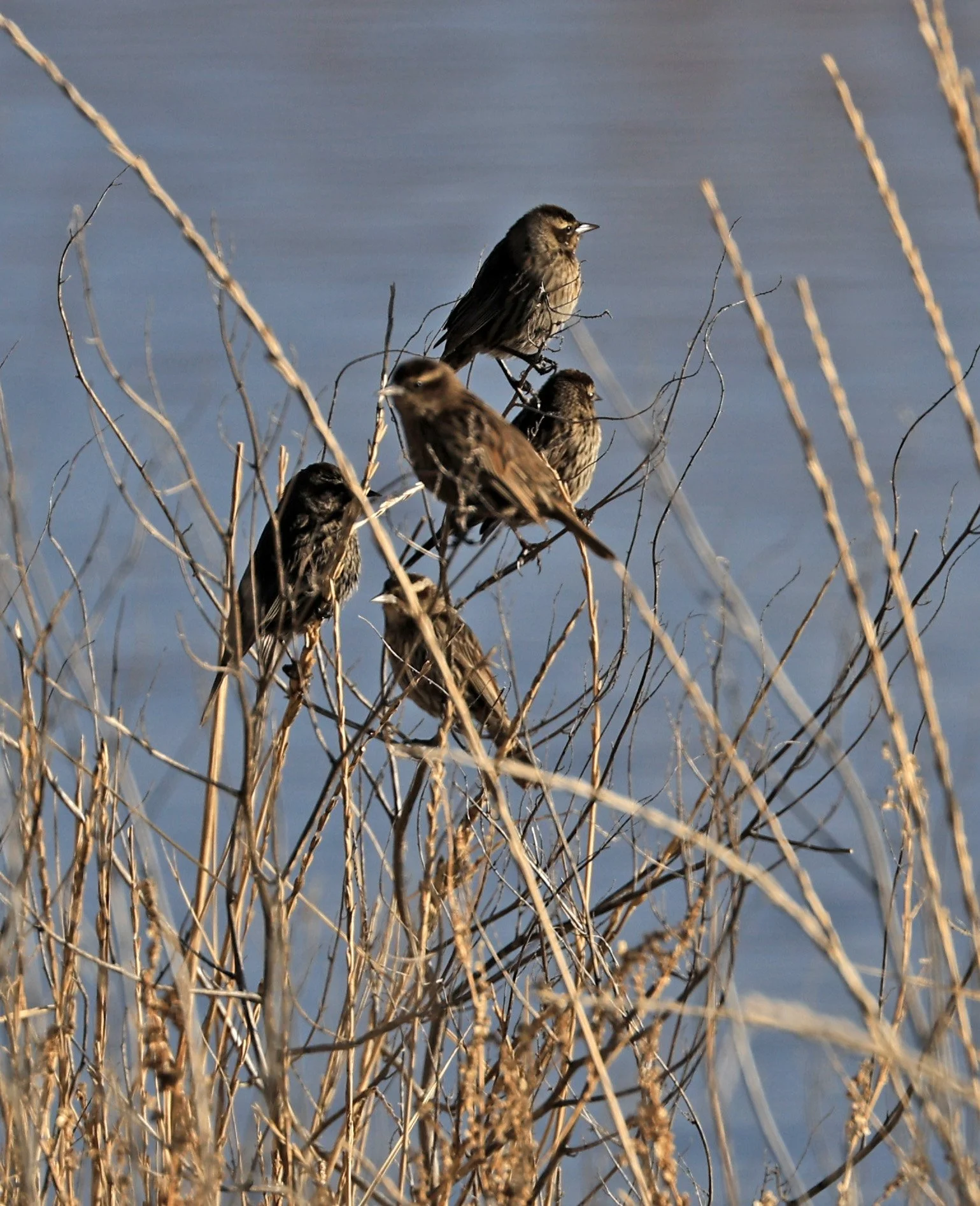 Yellow-winged Blackbirds (Agelasticus thilius) Lagunas del Ornitólogo, Trelew Argentina (1).jpg