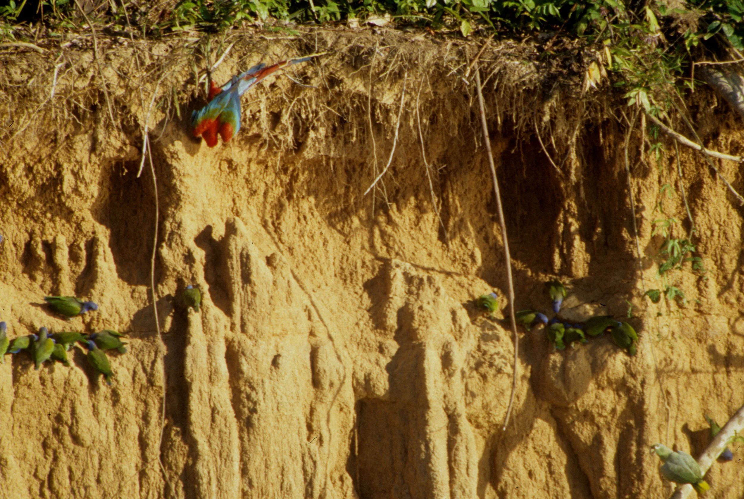 BIRD - MACAW - RED AND GREEN - MANU MINERAL LICK H.jpg