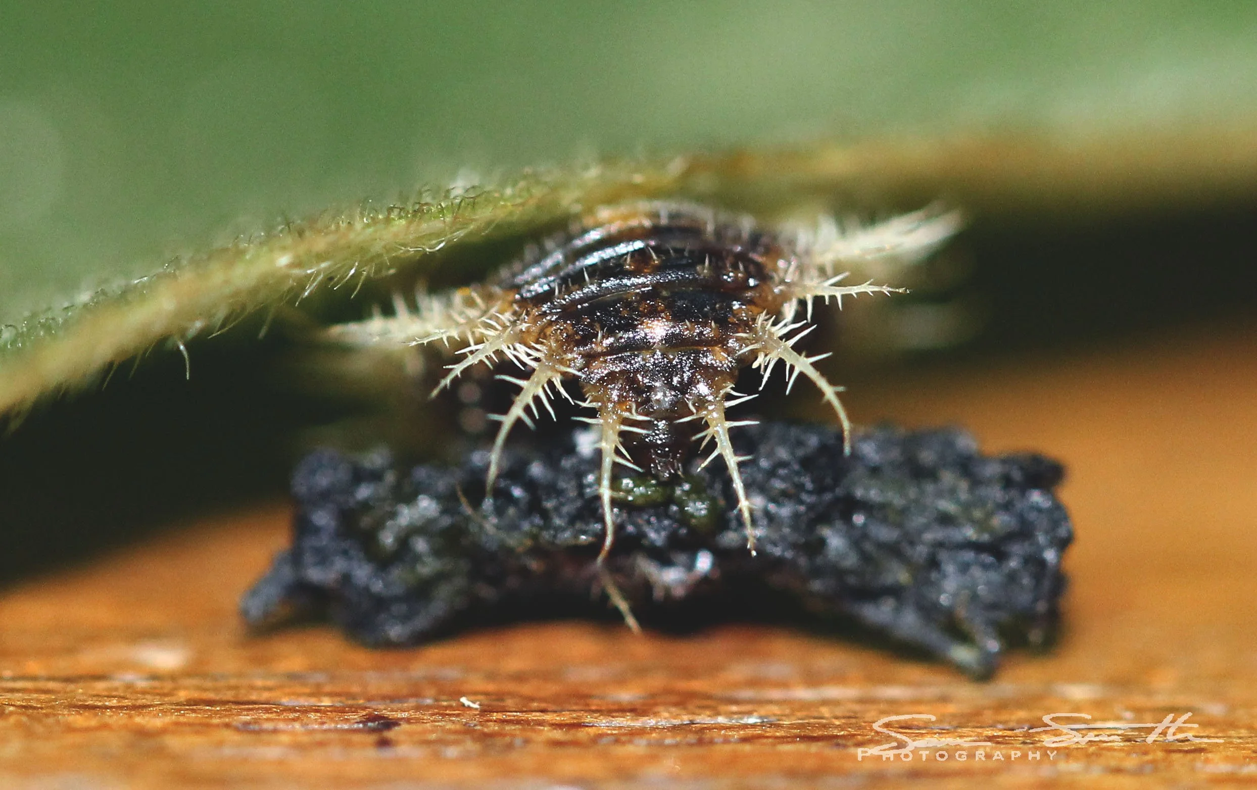Deloyala guttata - Mottled Tortoise Beetle Larva - Koh Lanta, Thailand (74).JPG