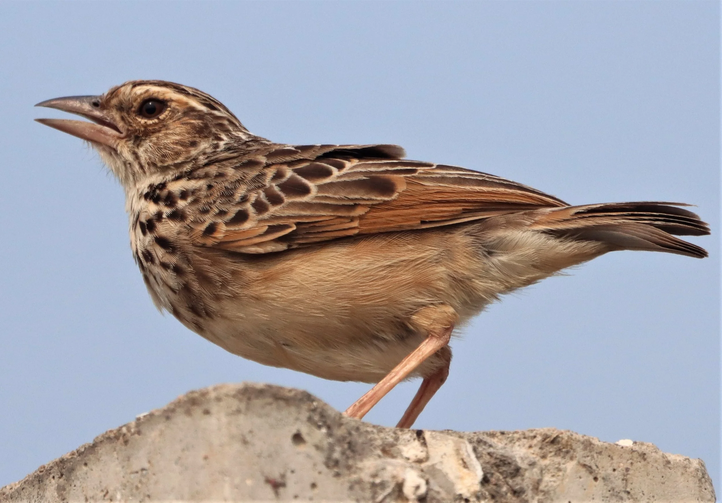 Indochinese Bushlark (Mirafra erythrocephala) Bang Khaem Wetlands Nakhon Pathom (16).jpg