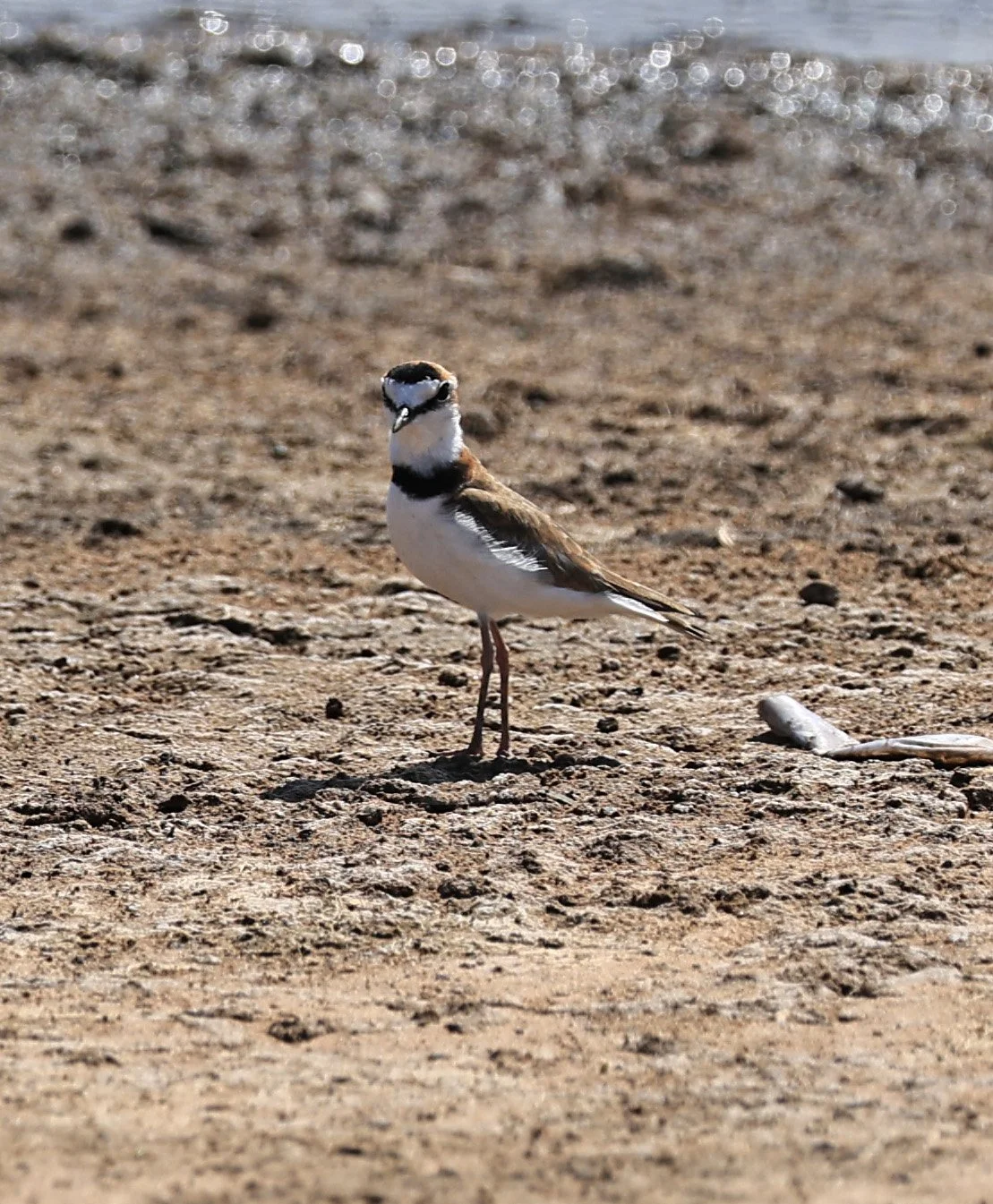 Collared Plover (Anarhynchus collaris) Chaco Lodge & Laguna Salada Paraguay (3).jpg