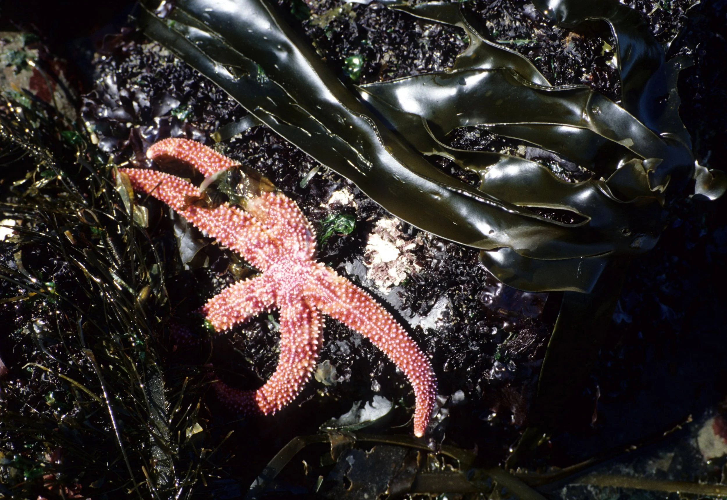 INVERTS - INTERTIDAL - ECHINODERM - SEA STAR - RED AND WHITE STRIPED - LAKE FARMS.jpg