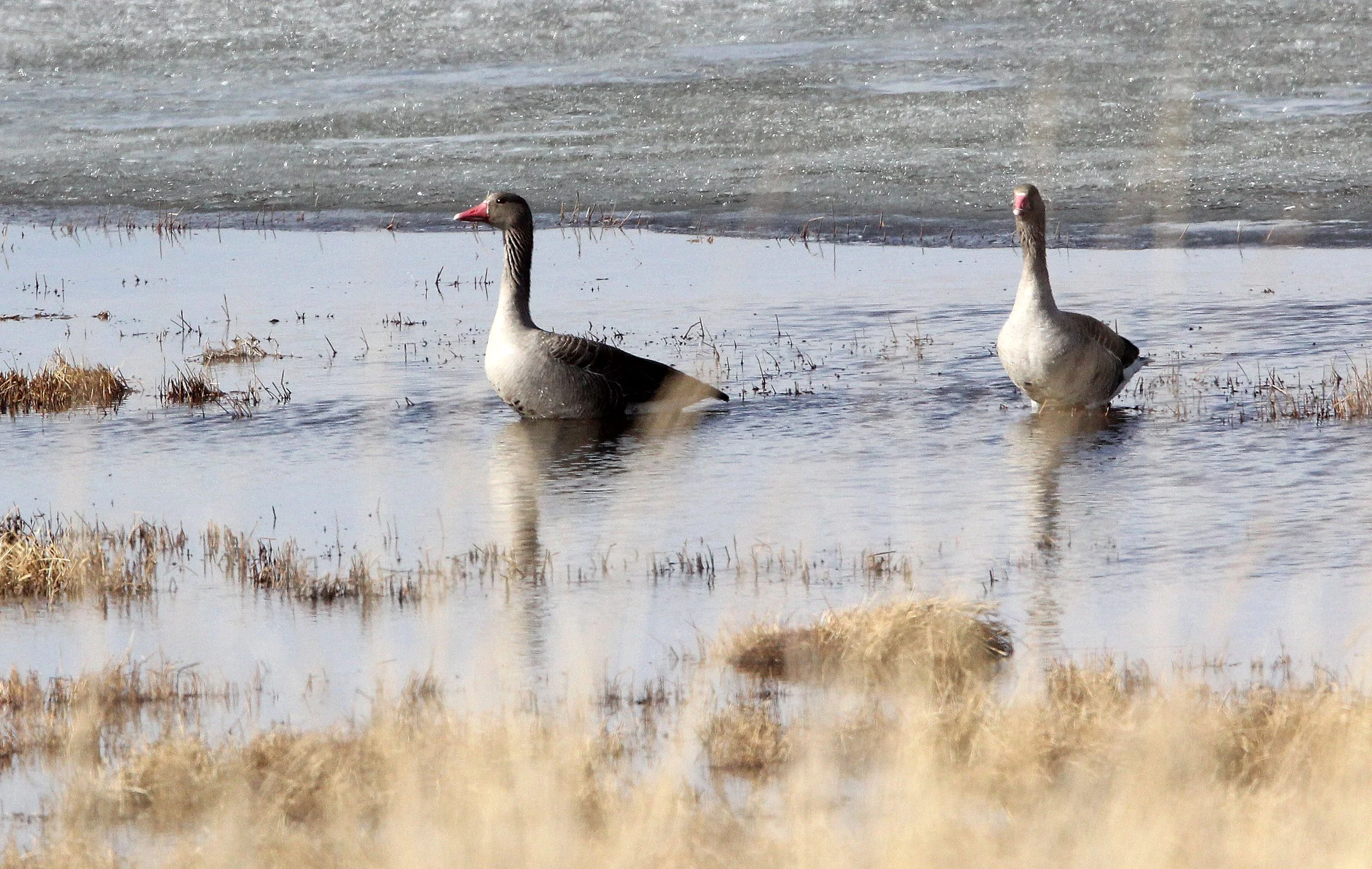 GOOSE - GREYLAG GOOSE - Anser anser - QINGHAI LAKE CHINA (15).JPG