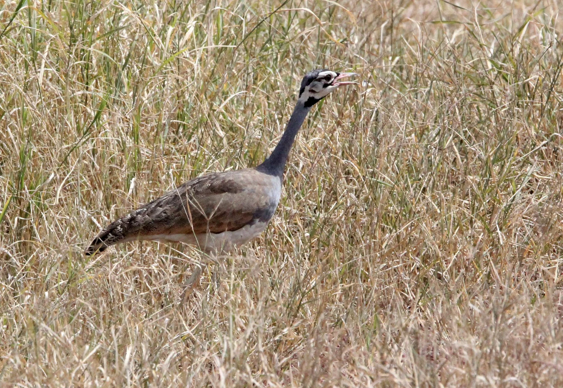 White-bellied bustard (Eupodotis senegalensis) Masai Mara NP, Kenya (1).JPG