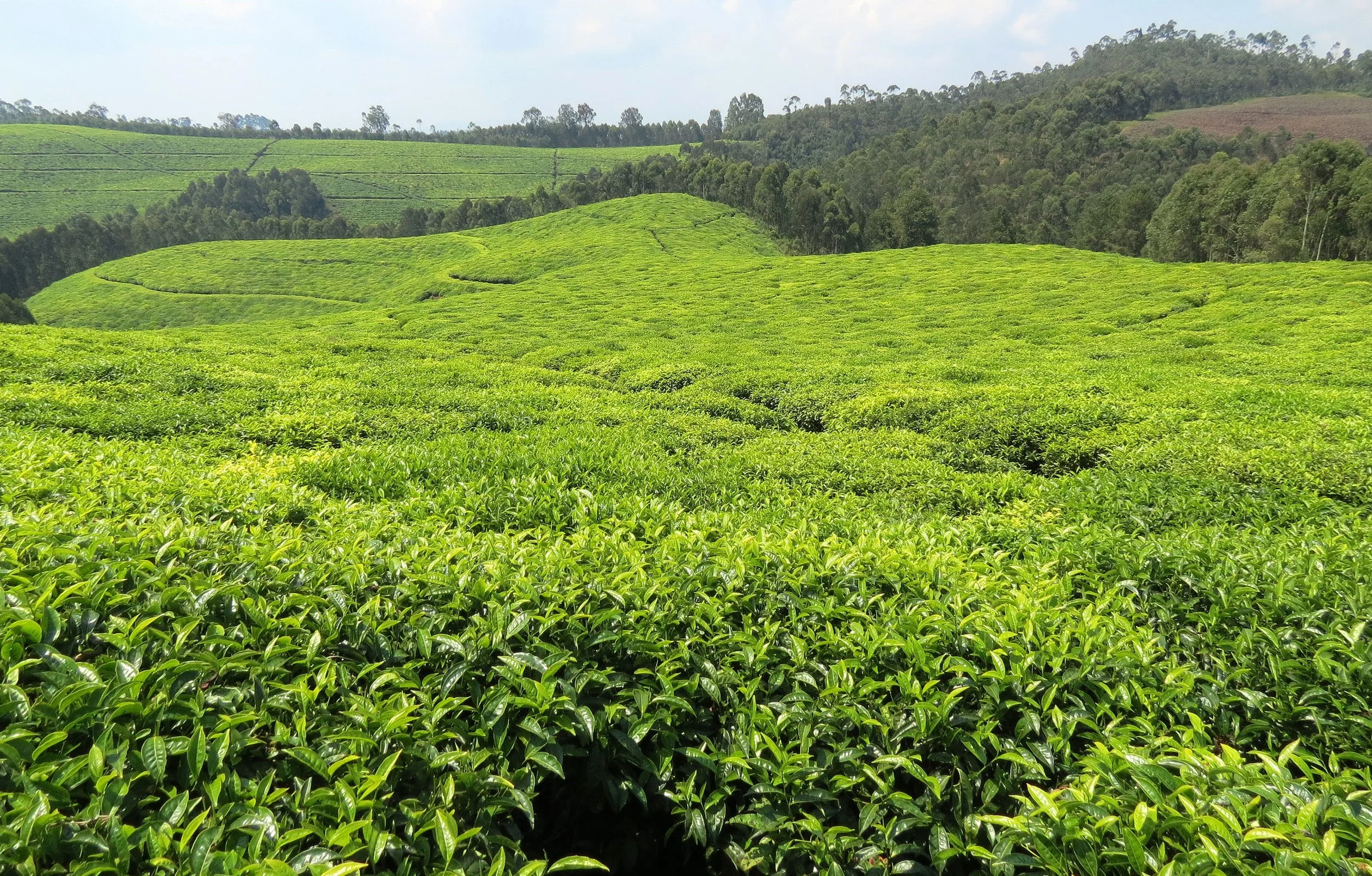 NYUNGWE NATIONAL PARK RWANDA - GISAKURA TEA ESTATE (5).JPG