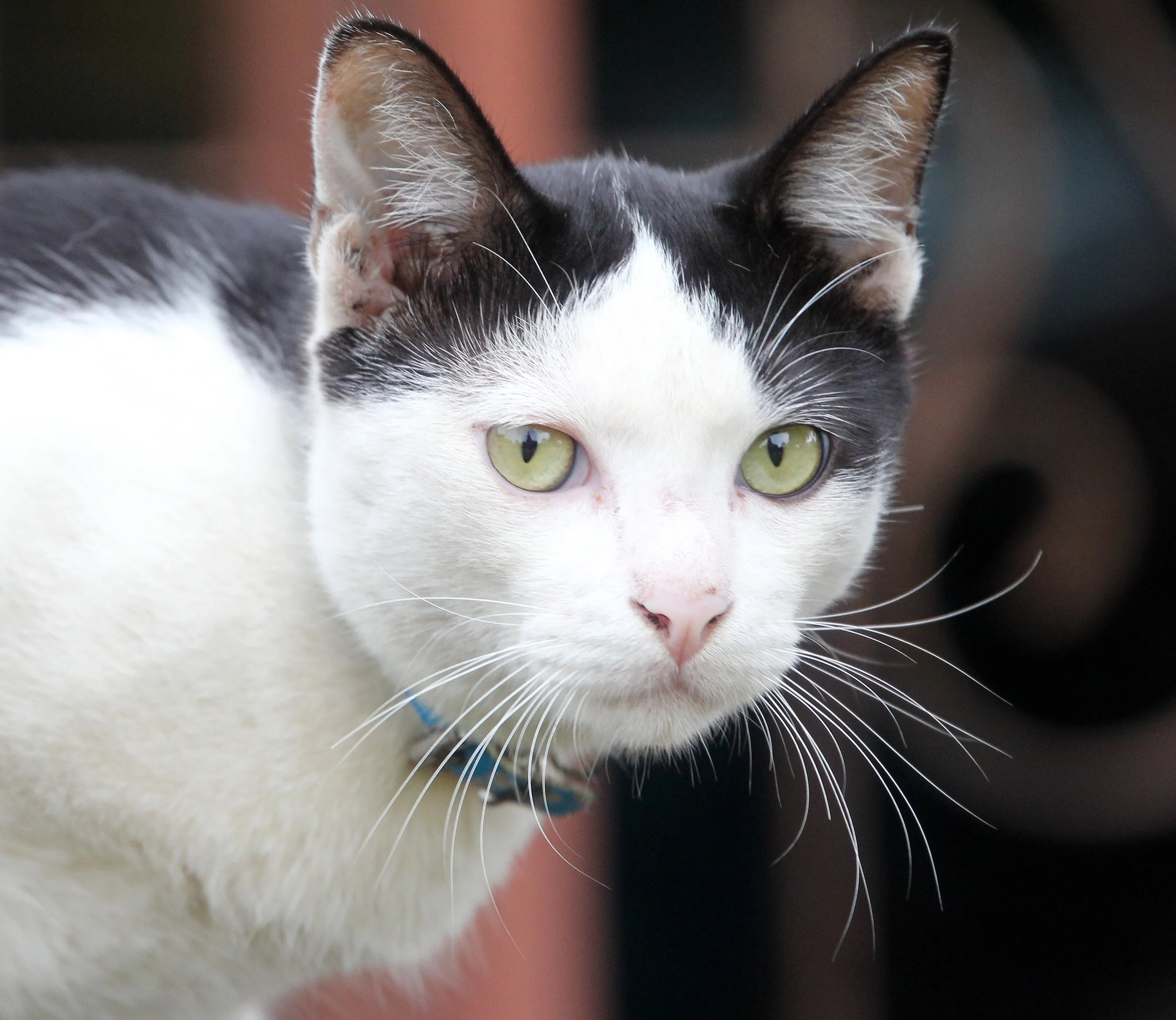 2013 Ayutthaya ISB Passion Day (7).JPG