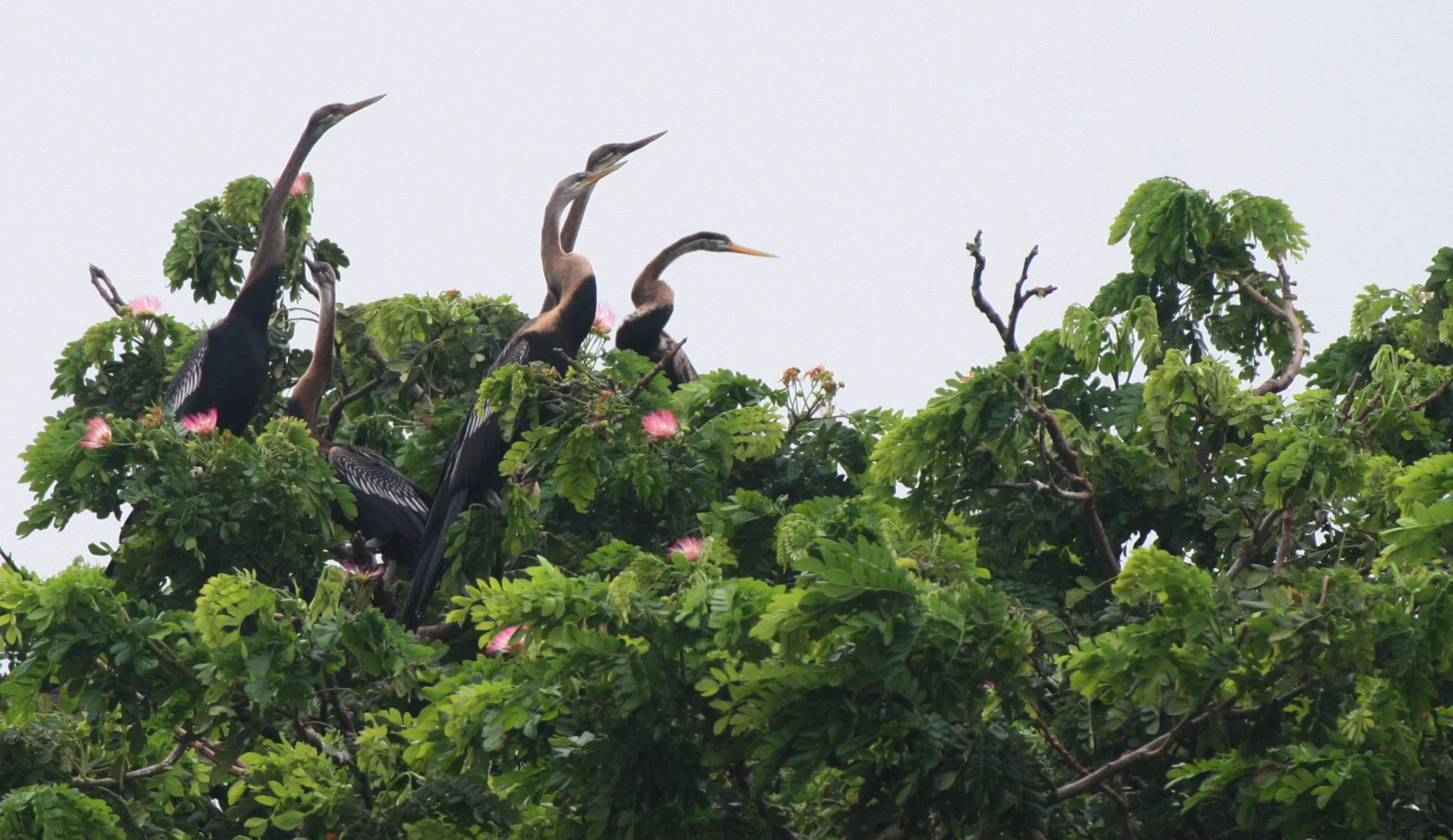 DARTER - Anhinga melanogaster - BUENG BORAPHET THAILAND (25).JPG