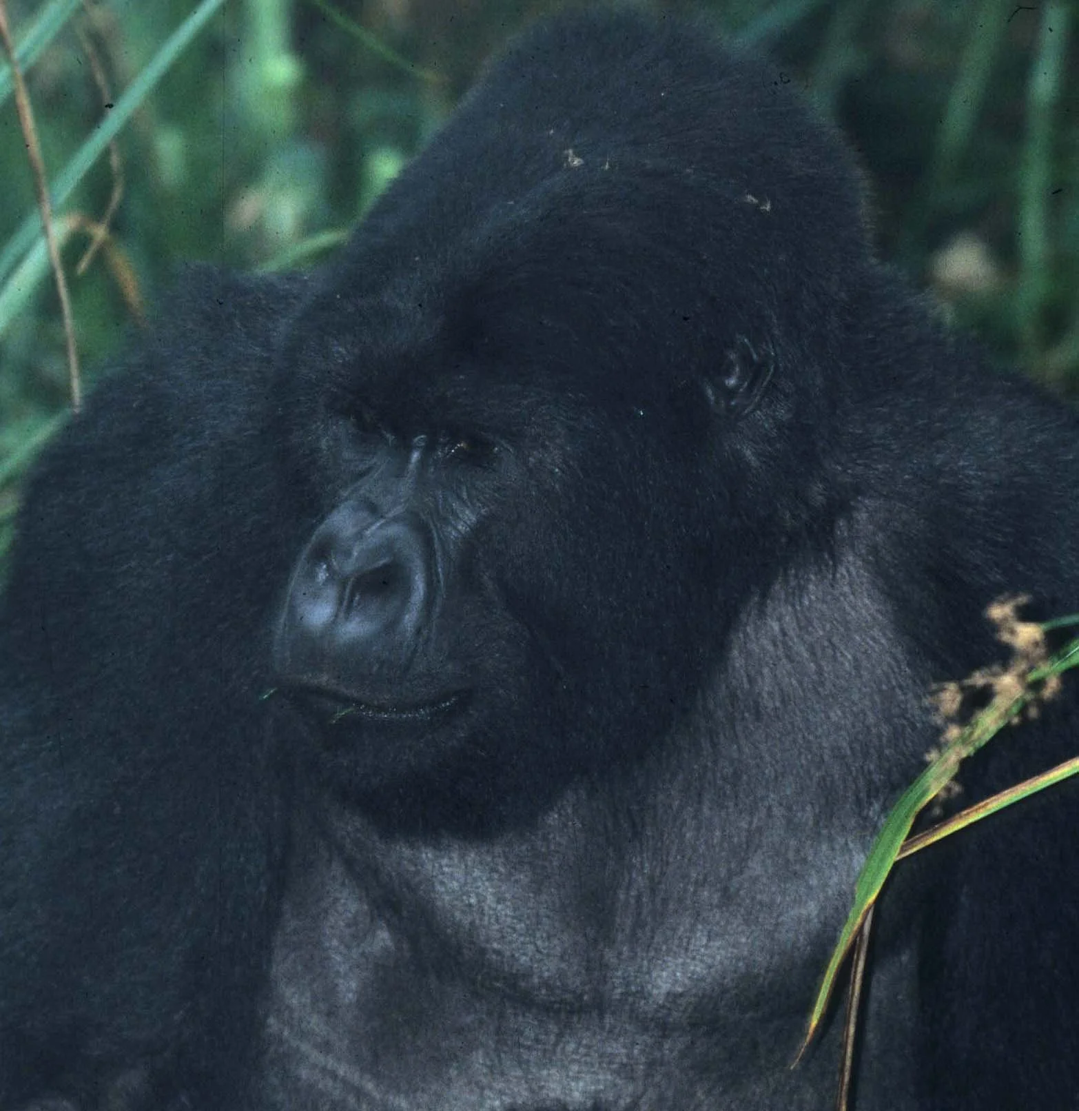 PRIMATE - GORILLA-RWANDA PARC DU VULCANS (37).jpg