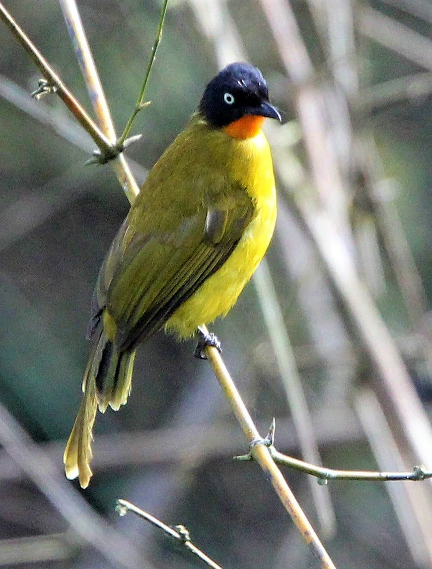 BULBUL - FLAME-THROATED BULBUL - Rubigula gularis - INDIRA GANDHI TOPSLIP NATIONAL PARK, TAMIL NADU INDIA (12)aa.jpg