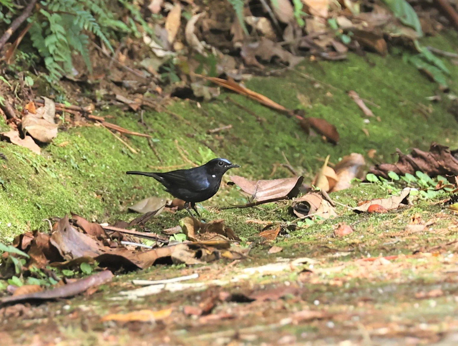 Myiomela leucura - WHITE-TAILED ROBIN - FRASER'S HILL, MALAYSIA JUNE 2022 (4).jpg