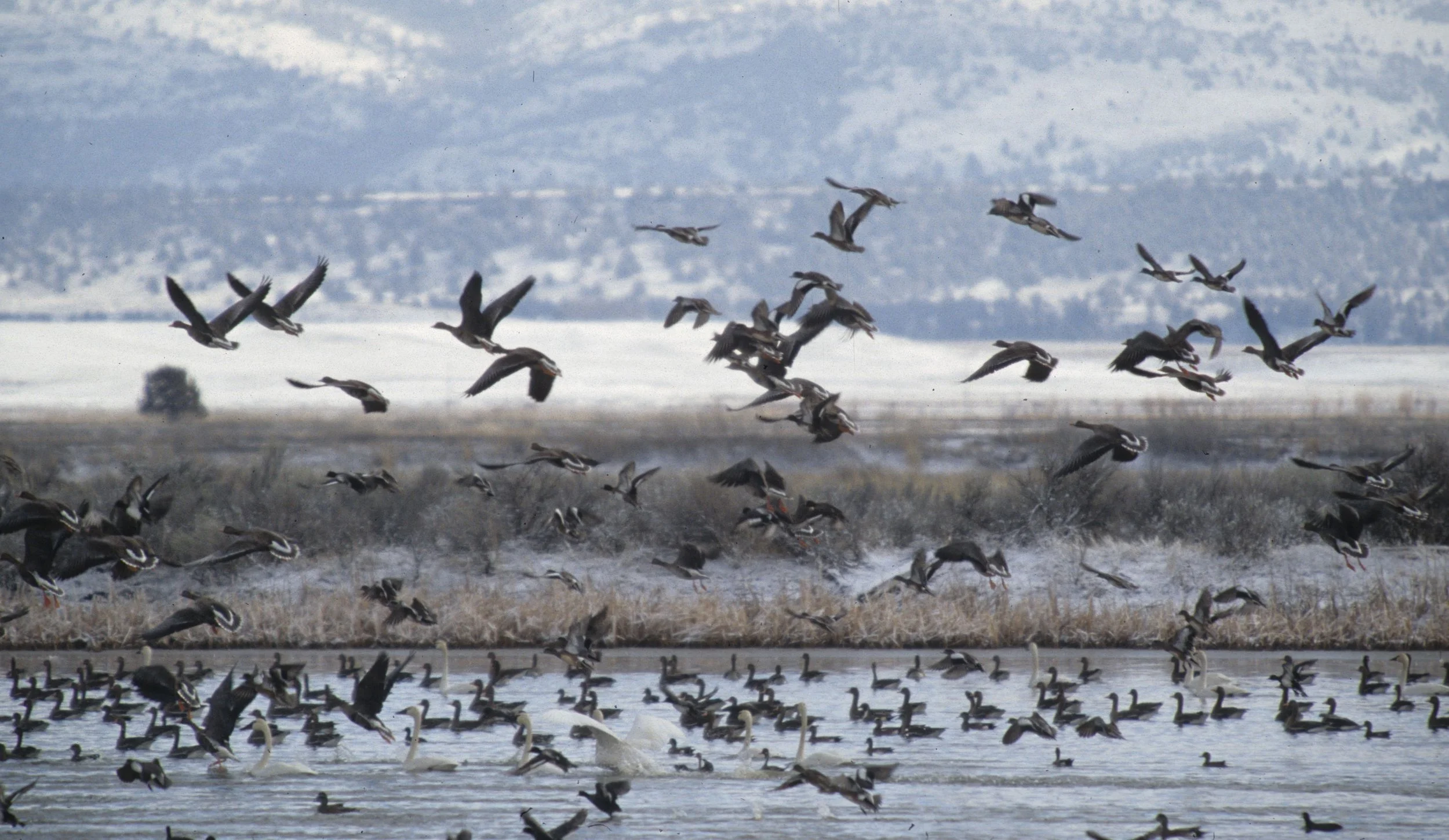 GOOSE - GREATER WHITE FRONTED - Anser albifrons - KLAMMATH BASIN (4).jpg