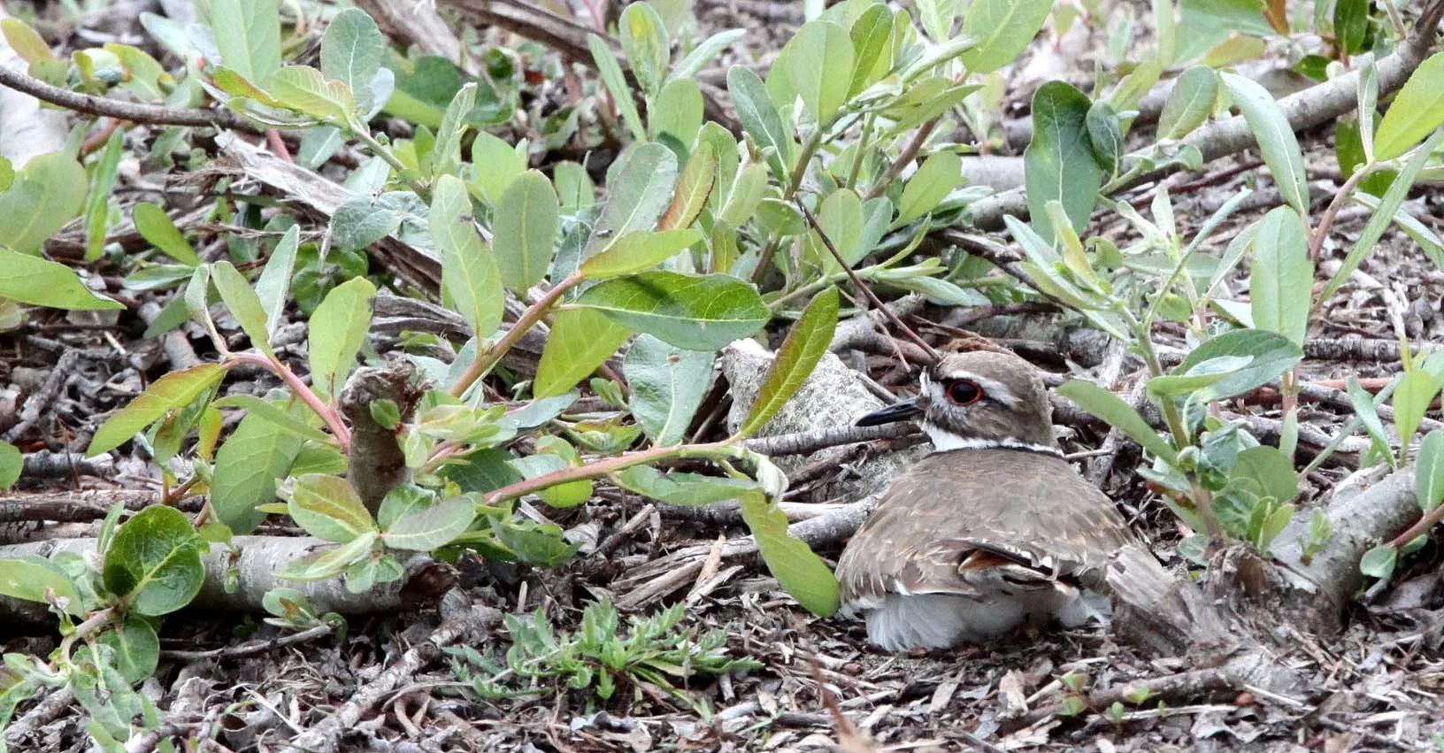 BIRD - KILLDEER - ANO NUEVO RESERVE CALIFORNIA (4).JPG
