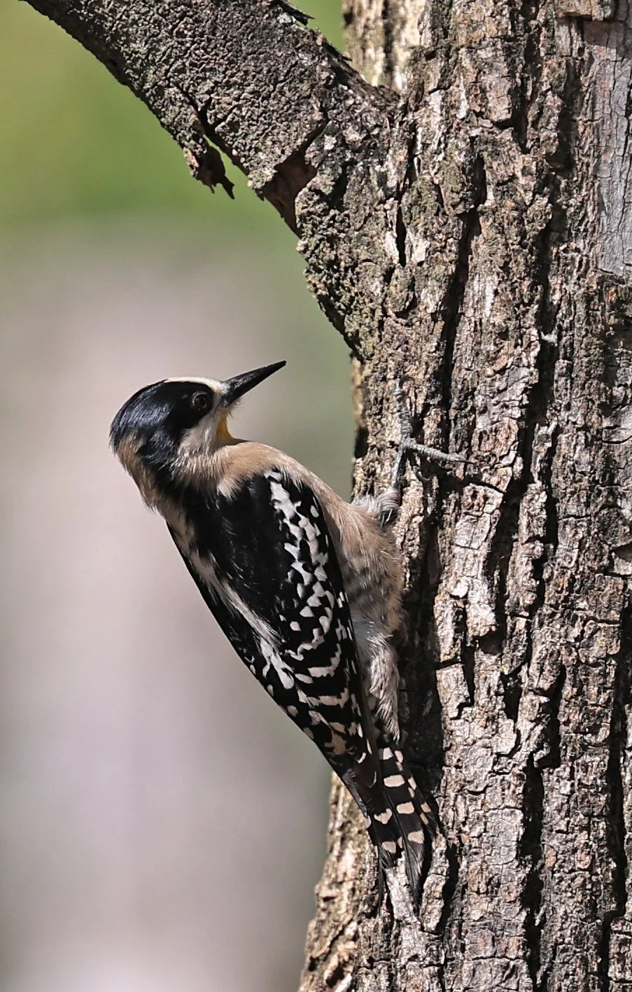 White-fronted Woodpecker (Melanerpes cactorum) Hotel Campestre Iparoma Paraguay (8).jpg