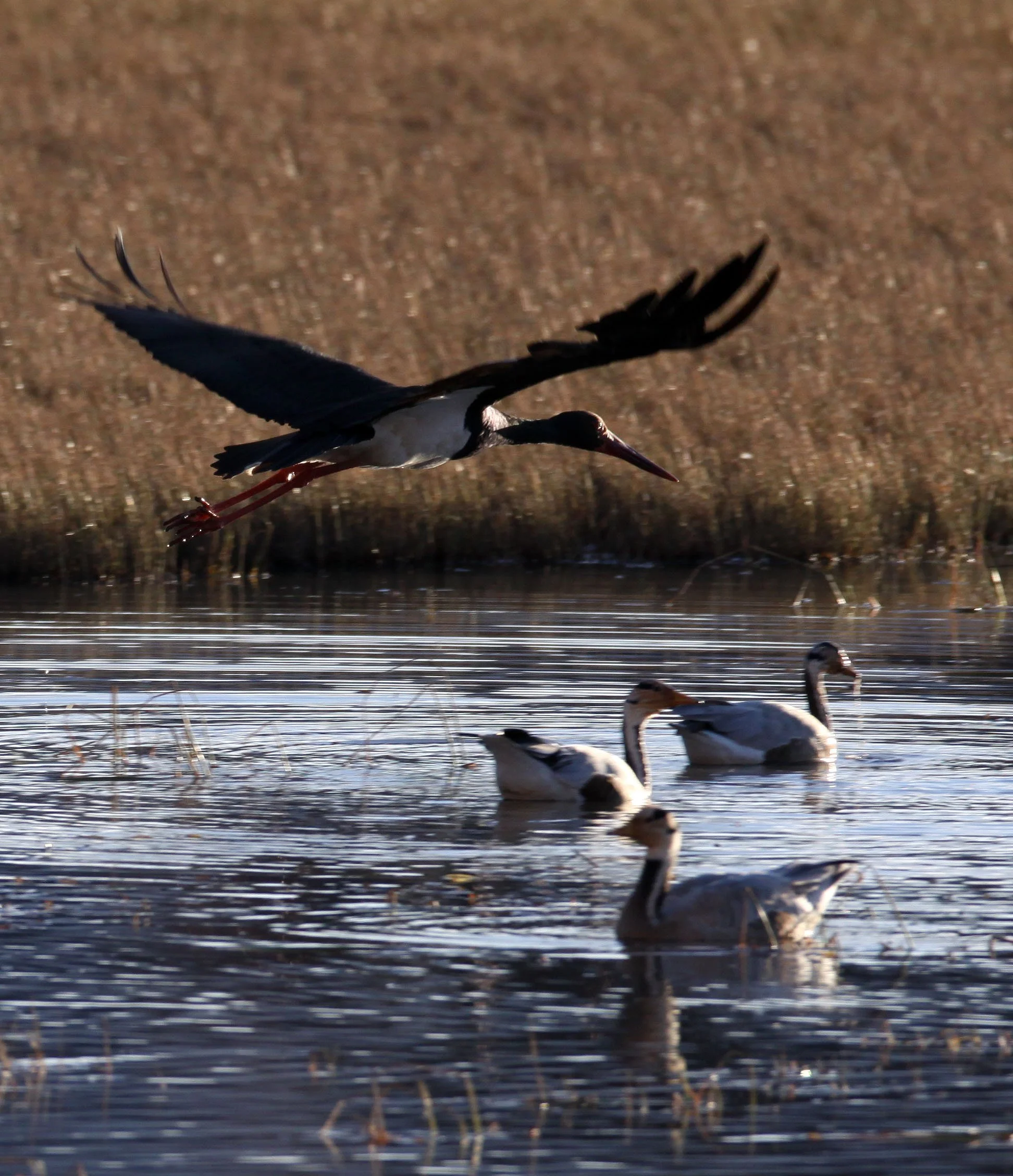 STORK - BLACK STORK - Ciconia nigra - NAPAHAI WETLANDS YUNNAN CHINA (3).JPG