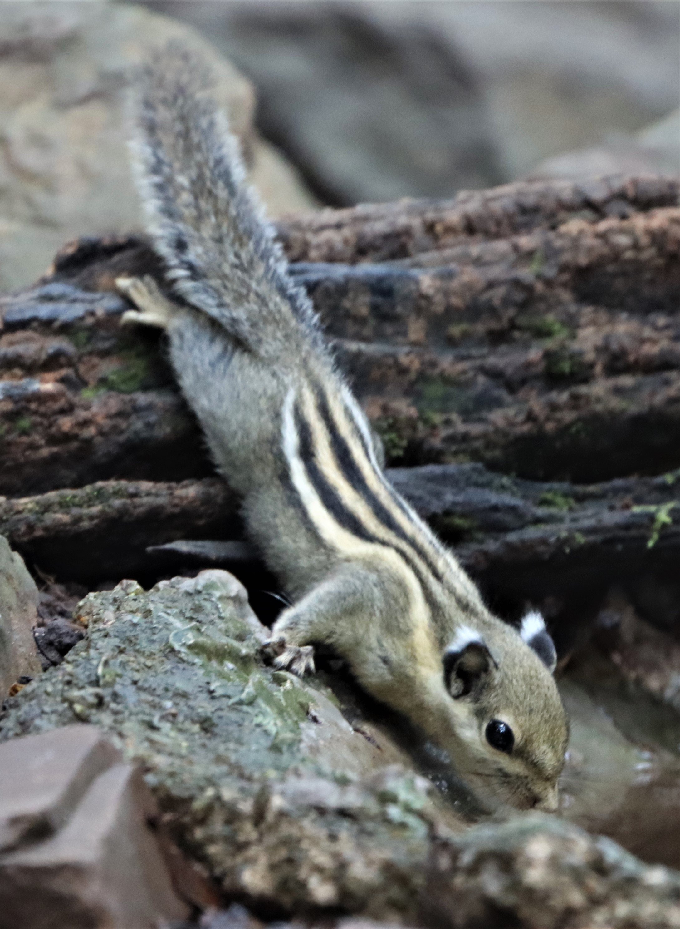 Tamiops mcclellandii - WESTERN (BURMESE) STRIPED SQUIRREL - NEUNG HIDE KAENG KRACHAN (11).jpg