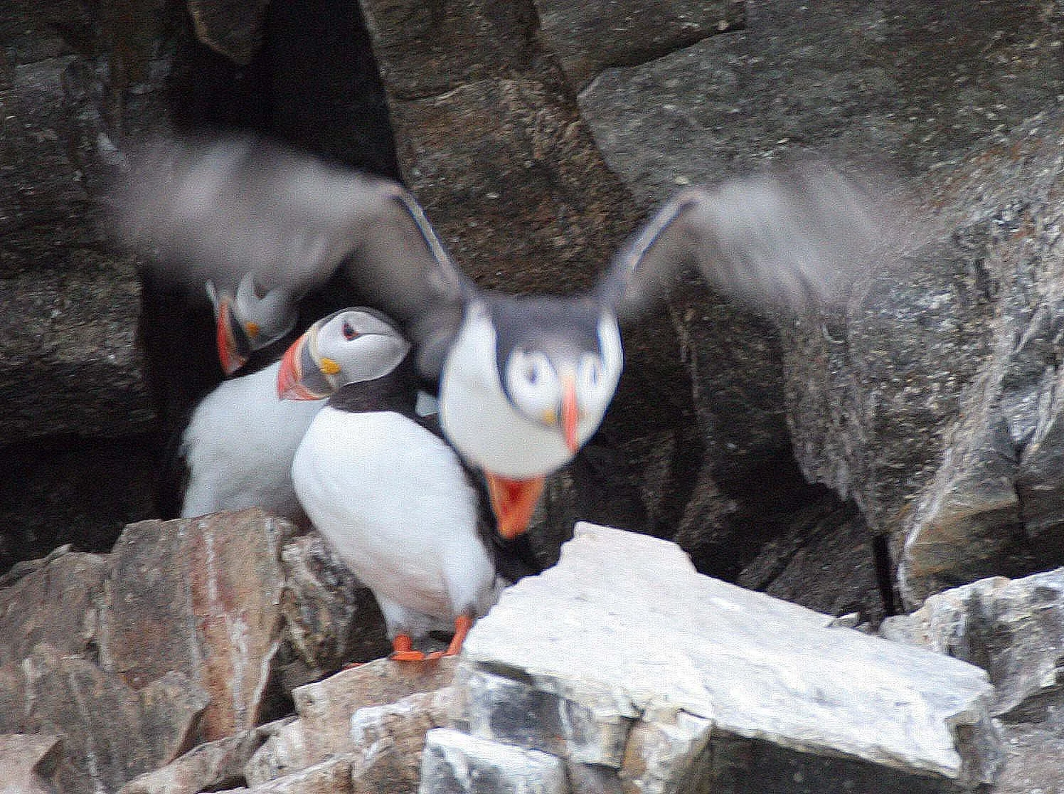 Fratercula arctica - ATLANTIC PUFFIN - SVALBARD (52).jpg