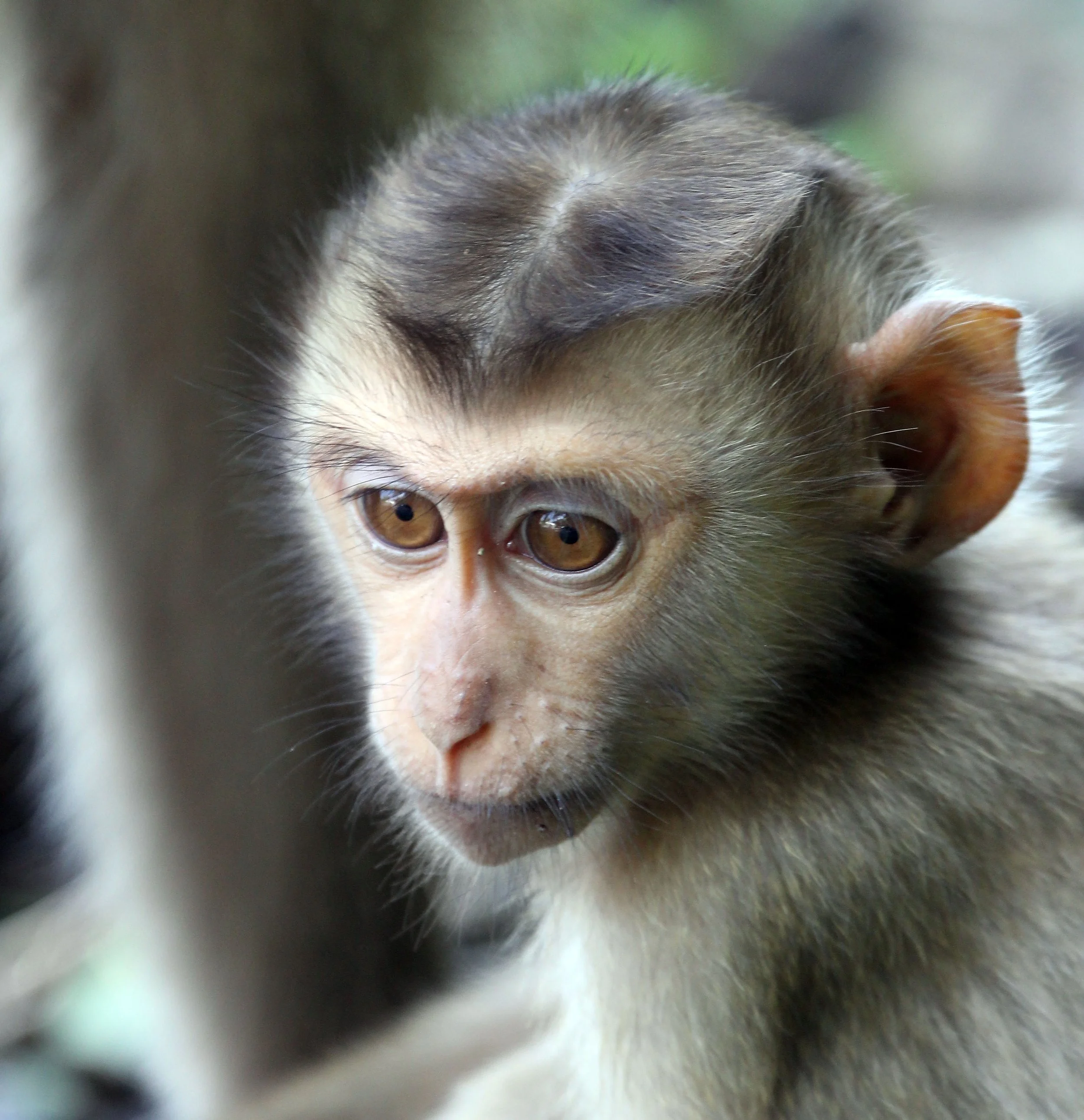 PRIMATE - MACAQUE - NORTHERN PIG-TAILED MACAQUE - KHAO YAI NATIONAL PARK THAILAND (123).JPG