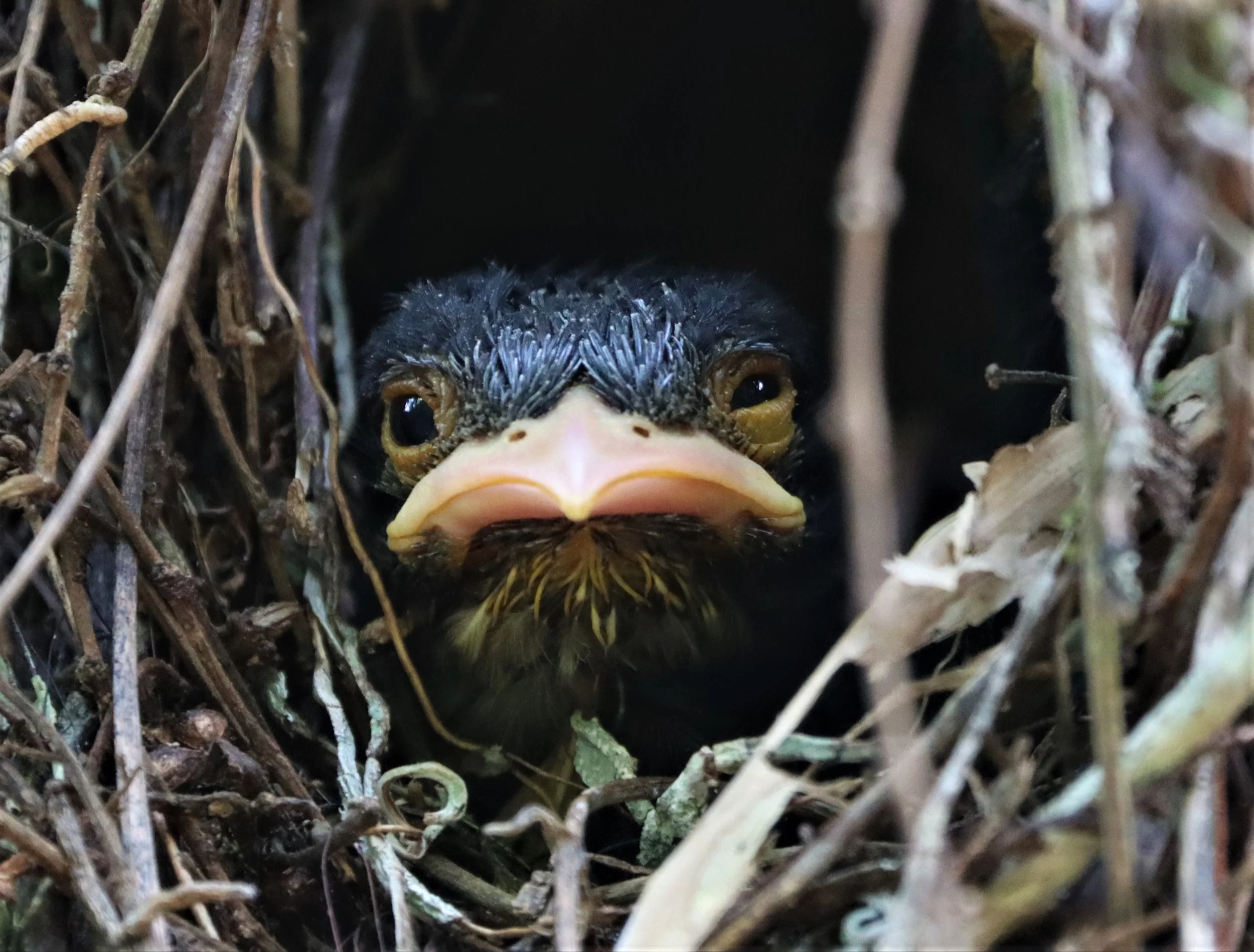 Dusky Broadbill (Corydon sumatranus) chick