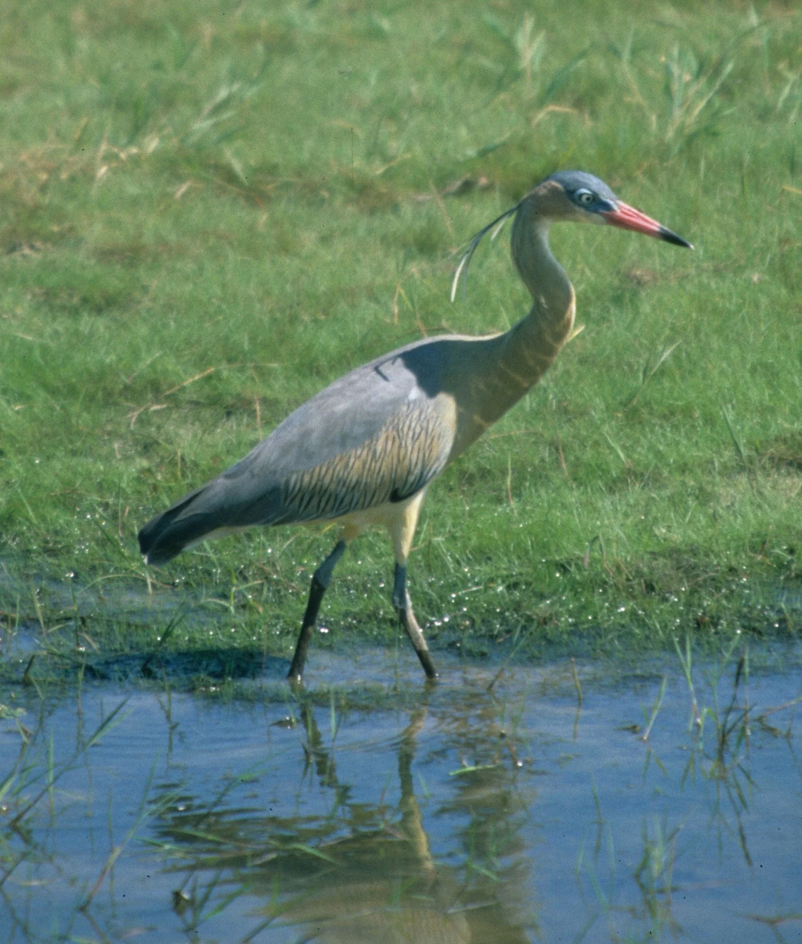 HERON - WHISTLING - Syrigma sibilatrix - PANTANAL BRAZIL (8).jpg