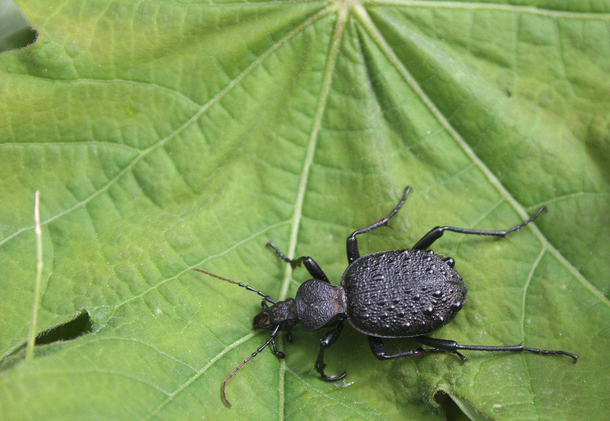 INVERTS - COLEOPTERA - CARABID SPECIES (2).jpg