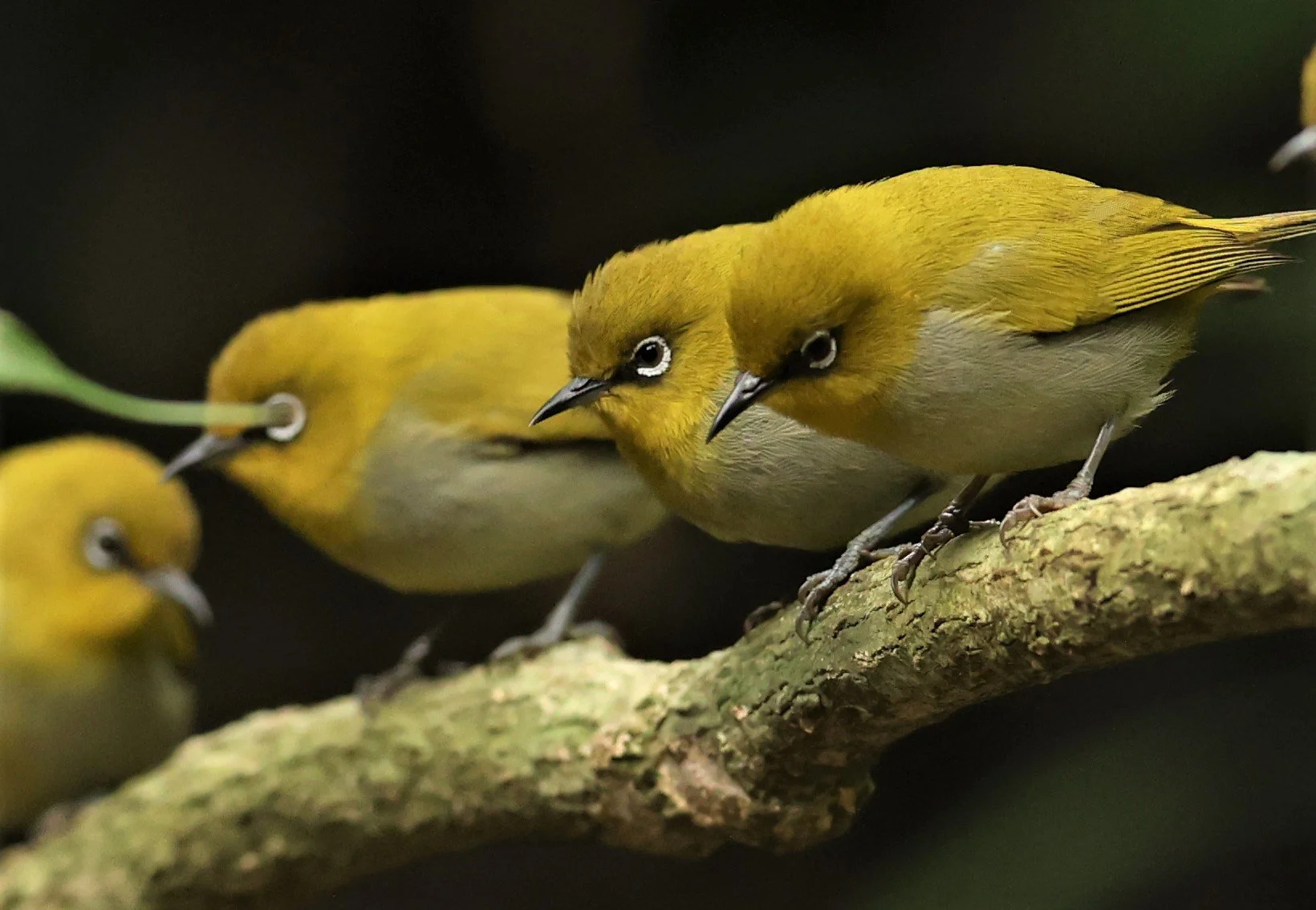 Indian White-eye (Zosterops palpebrosus) Doi Inthanon NP Chiang Mai (20).JPG