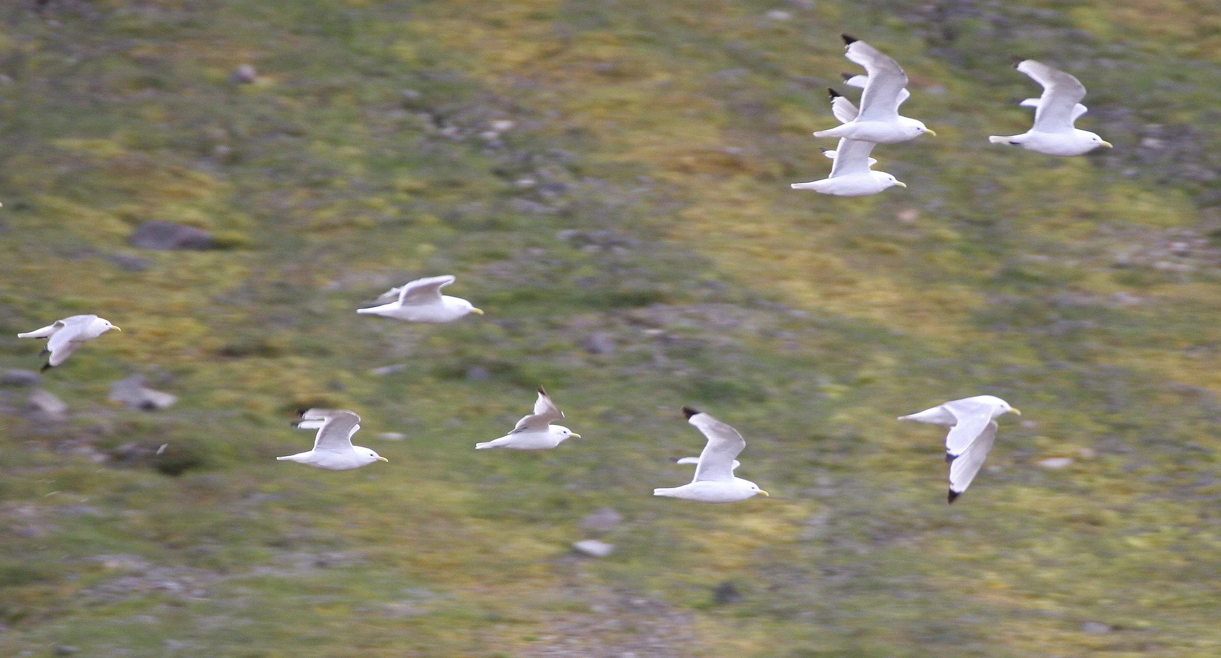 BIRD - KITTIWAKE - BLACK-LEGGED - SVALBARD (56).jpg