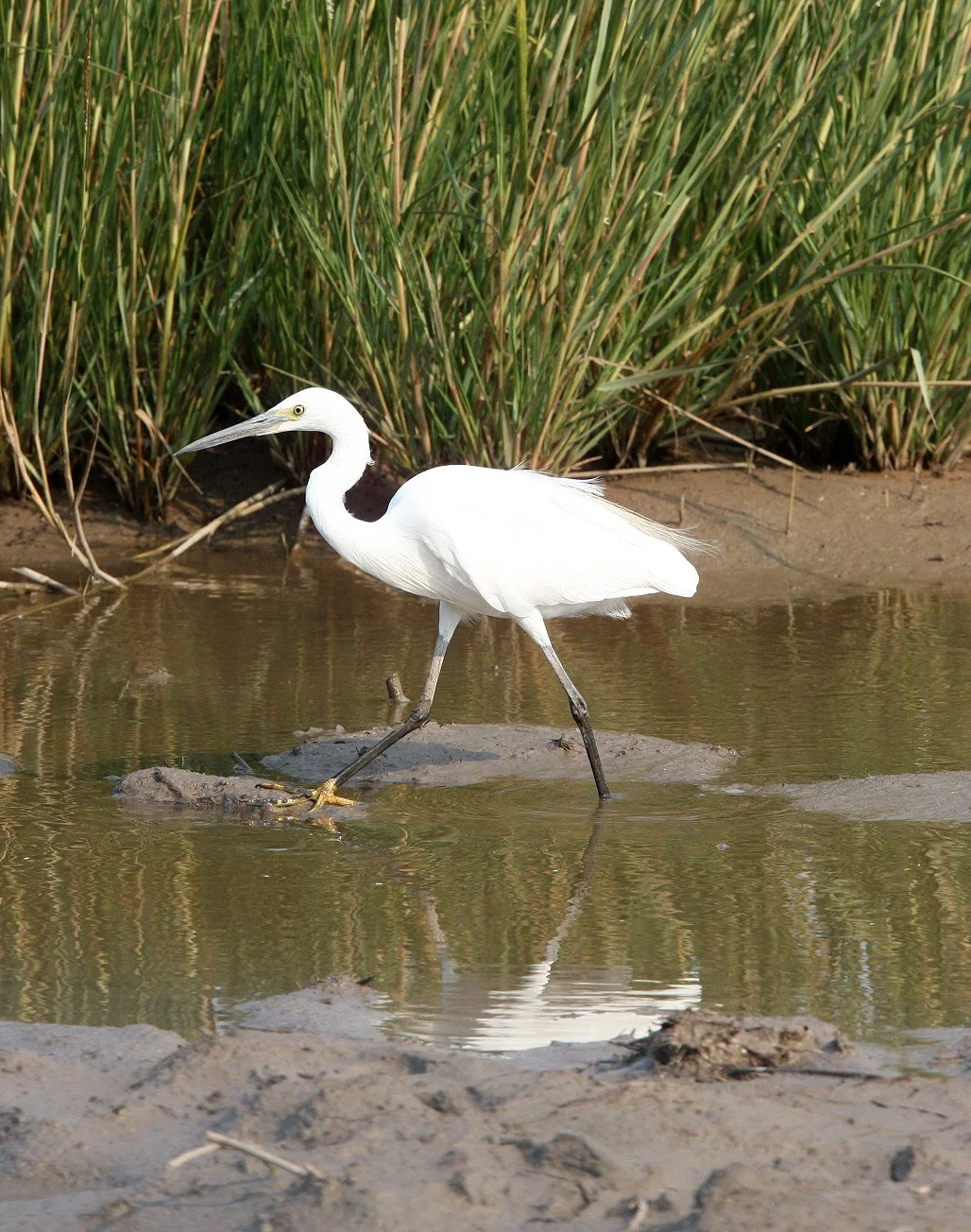 EGRET - LITTLE EGRET- Egretta garzetta - CHONGMING ISLAND - DONGTAN WETLANDS RESERVE (51).JPG