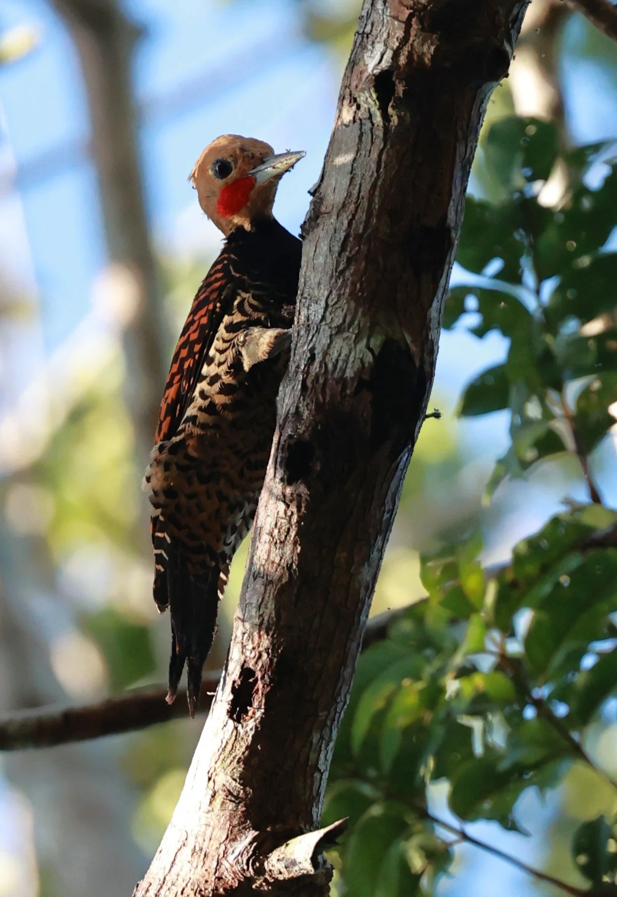 Woodpecker - Ringed Woodpecker - Celeus torquatus - Illeus, Bahia Brazil, Una Township Area (5).JPG