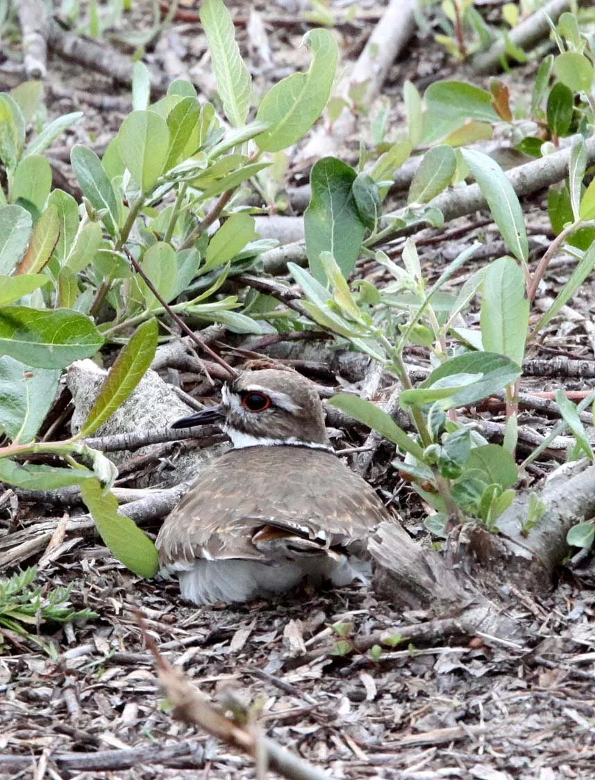 BIRD - KILLDEER - ANO NUEVO RESERVE CALIFORNIA (3).JPG