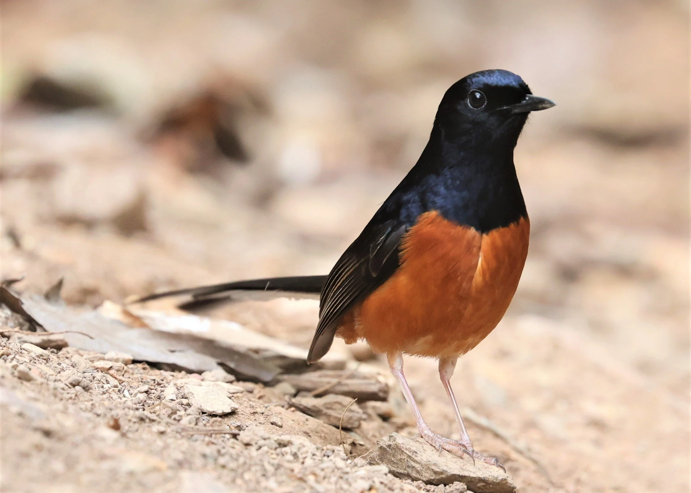 SHAMA - WHITE-RUMPED SHAMA - Copsychus malabaricus - SRI SATCHANALAI NP MANAO WATERHOLE MAY 1 2022 (7).jpg