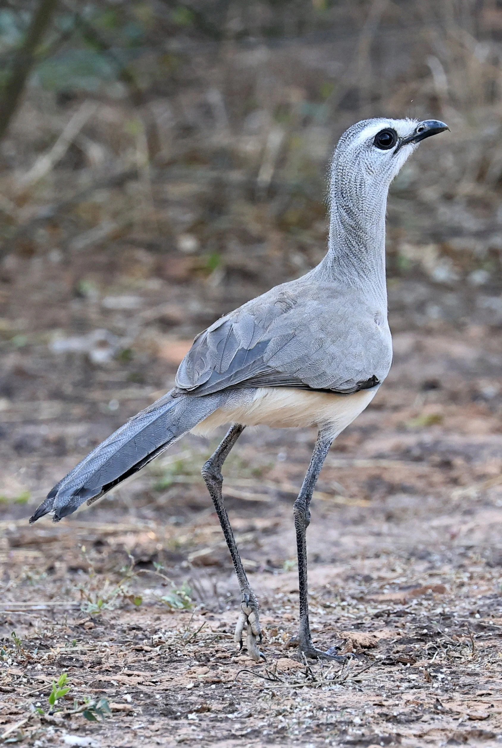 Black-legged Seriema (Chunga burmeisteri) Parque Nacional Teniente Agripino Enciso (14).jpg