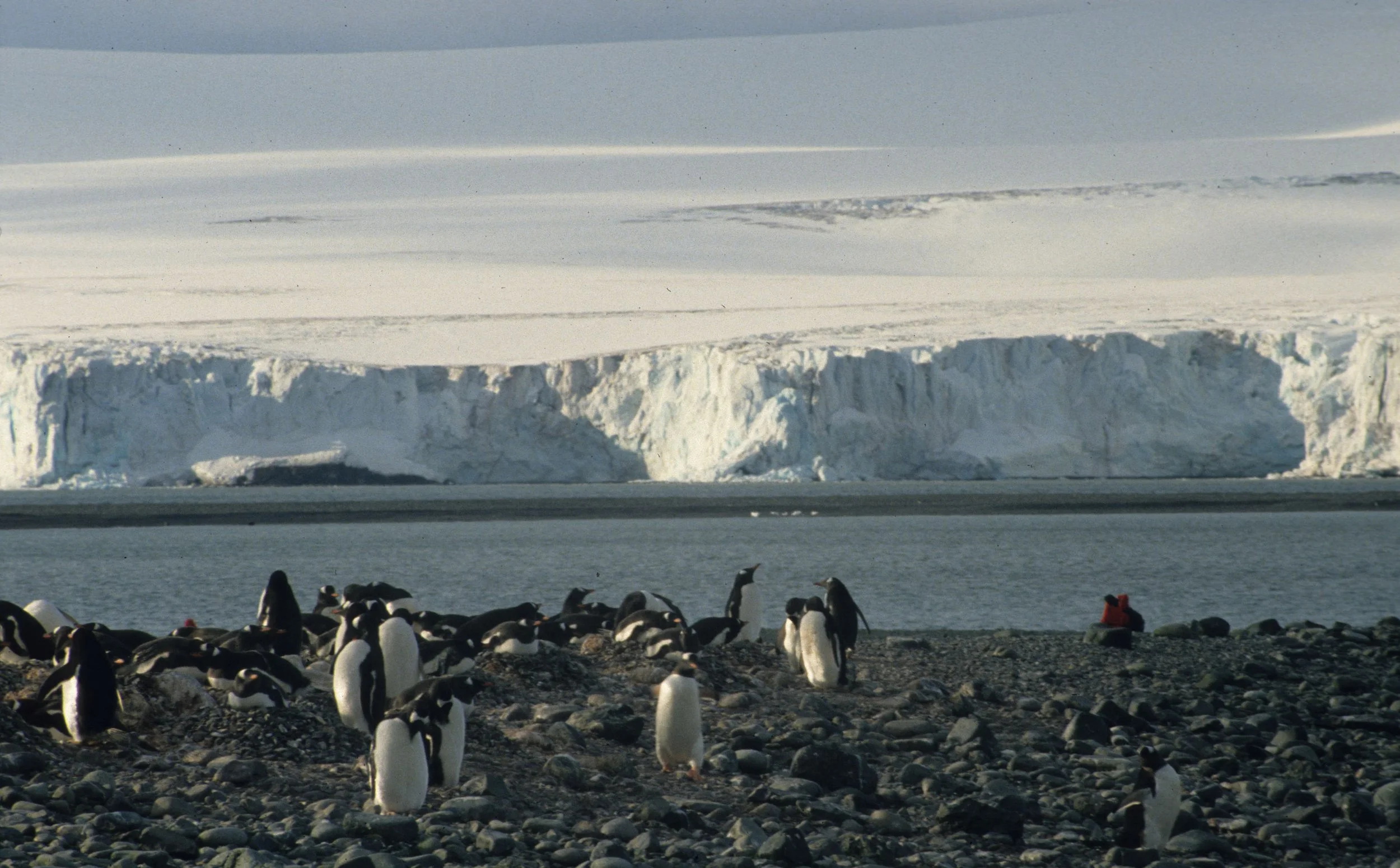 Gentoo Penguin (Pygoscelis papua) Antarctic Peninsula scanned slides 1996 (5).jpg