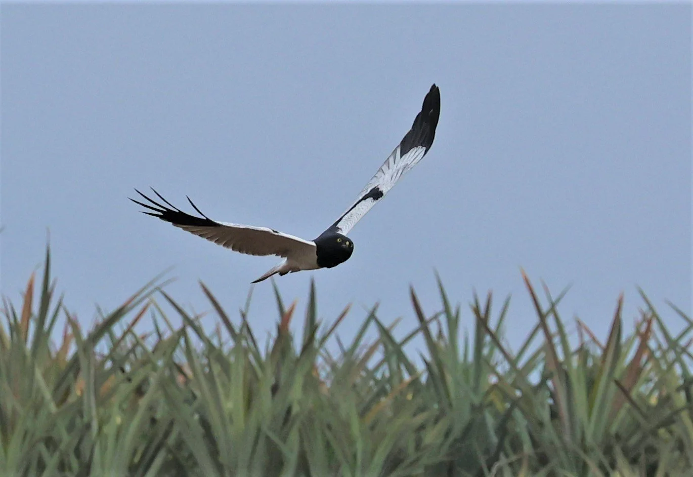 HARRIER - PIED HARRIER - Circus melanoleucos - YONOK CHIANG SAEN CHIANG RAI - ROOST Feb 2022 (9).jpg
