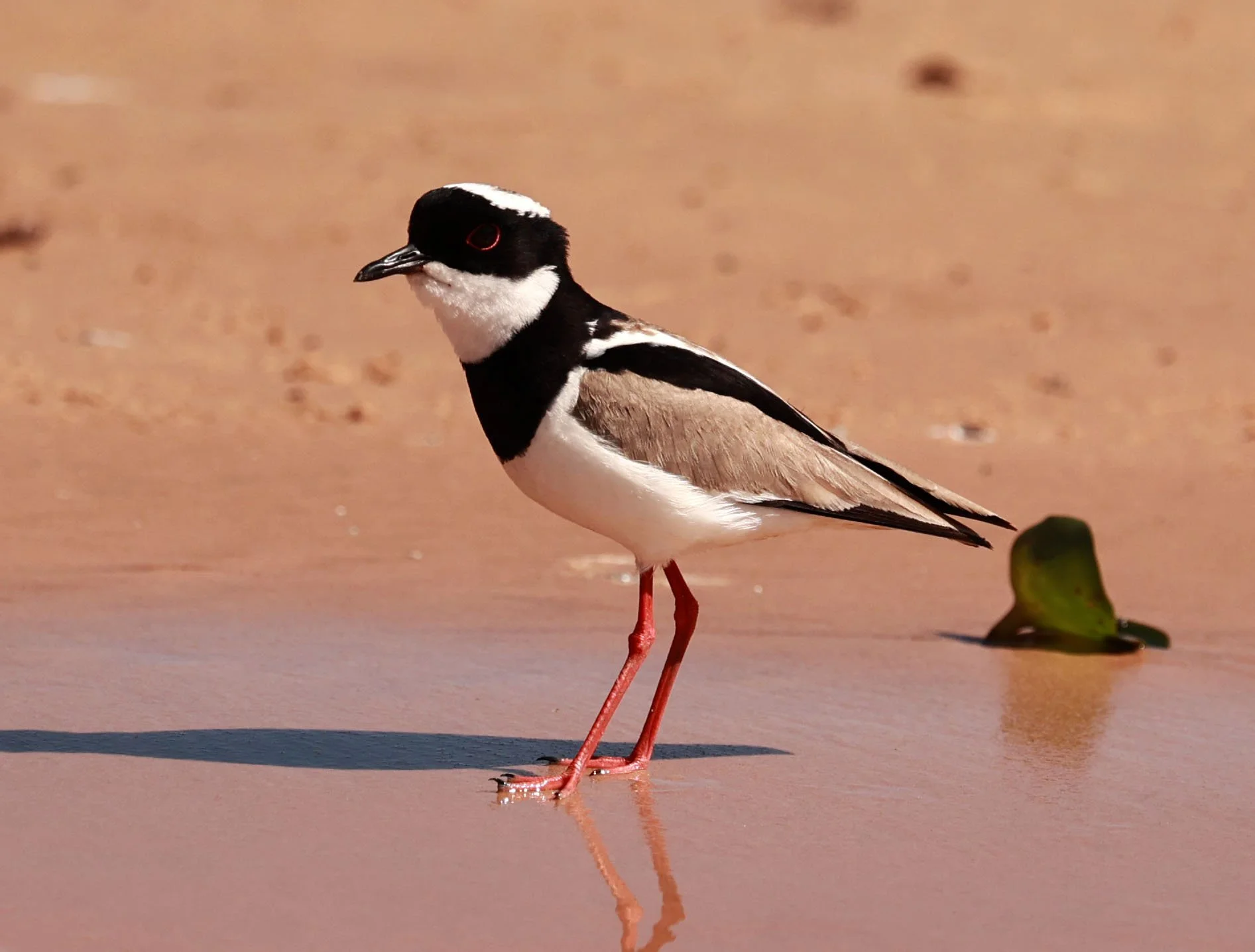 Lapwing - Pied Lapwing or Plover - Vanellus cayanus - Pantanal, Encontro das Águas State Park, Porto Jofre, Cuiaba River, Brazil day 3 (11).jpg