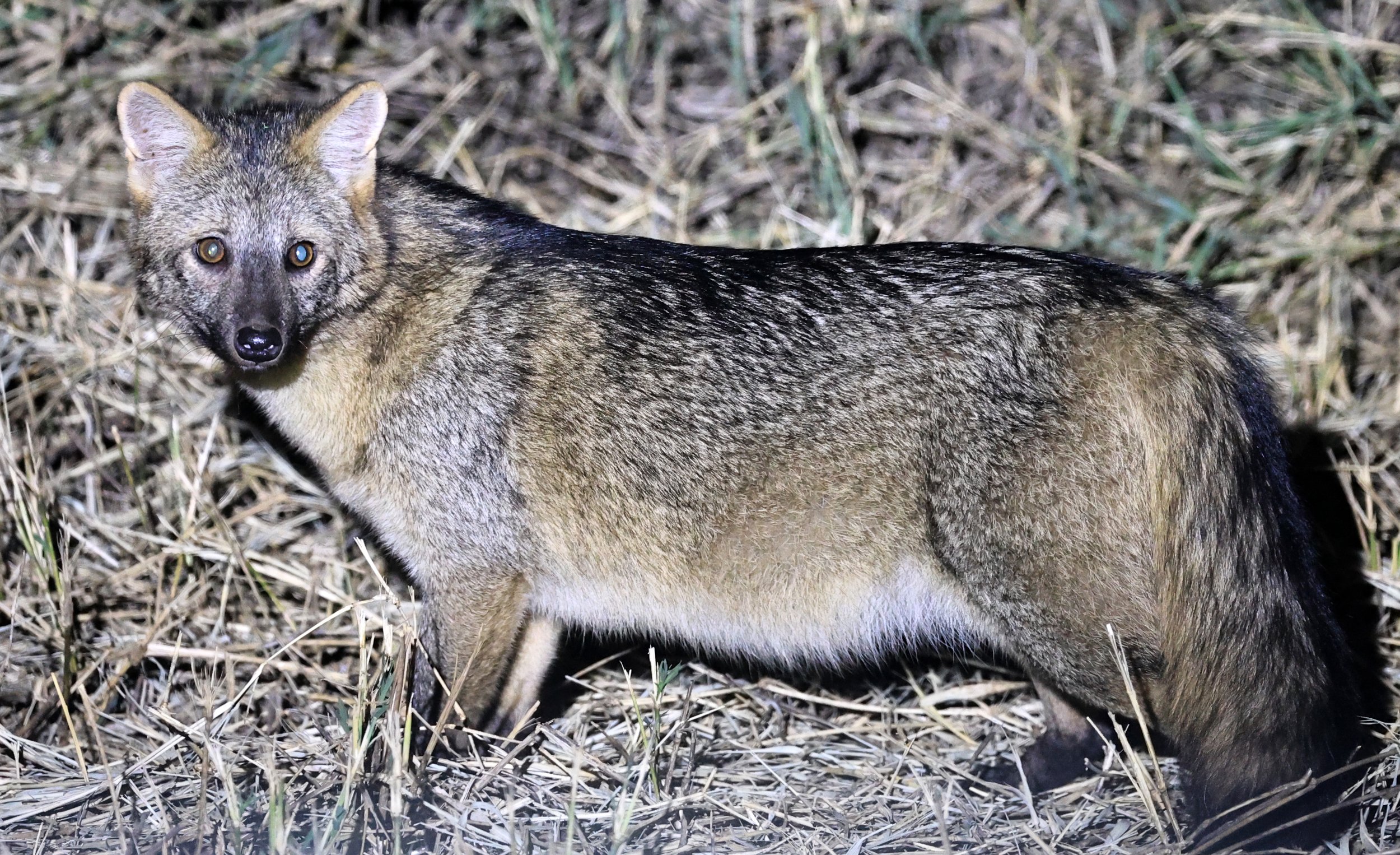 Crab-eating Fox (Cerdocyon thous) Estancia Campo'í Paraguay  (15).jpg