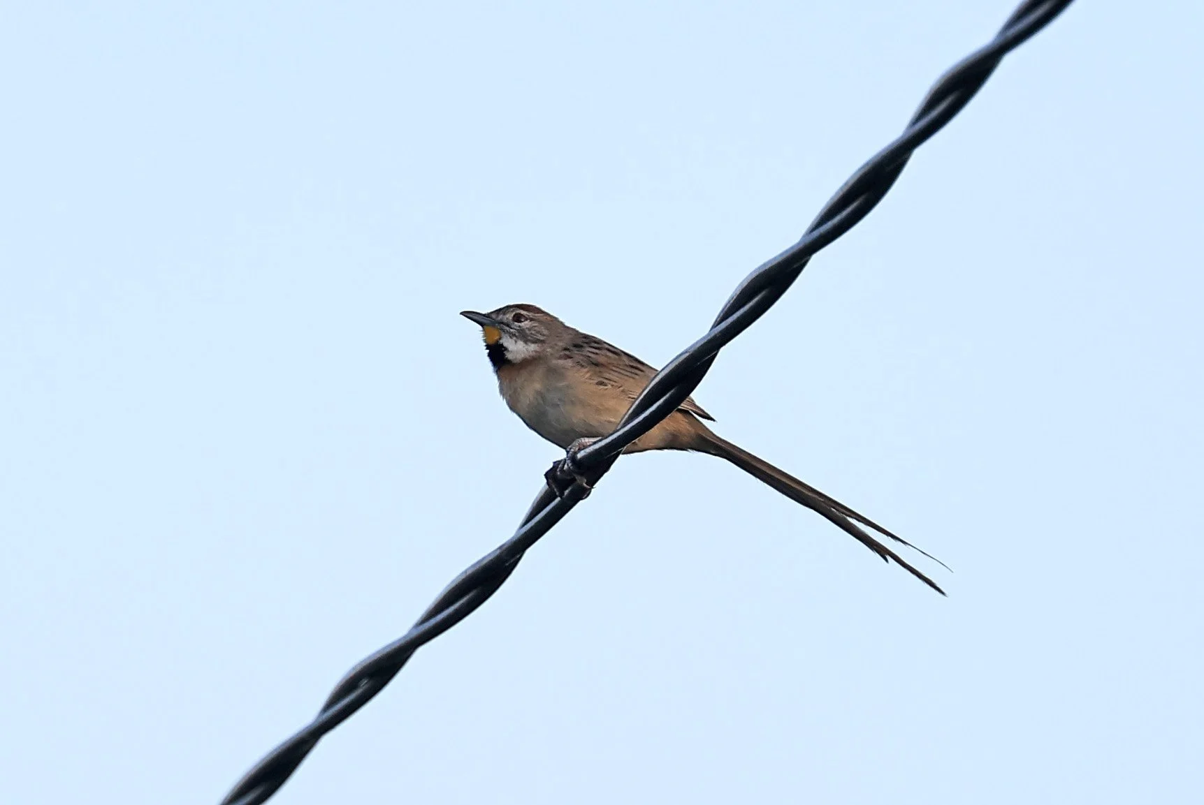 Chotoy Spinetail (Schoeniophylax phryganophilus) Hotel Iparoma Campestre Paraguay (4).jpg