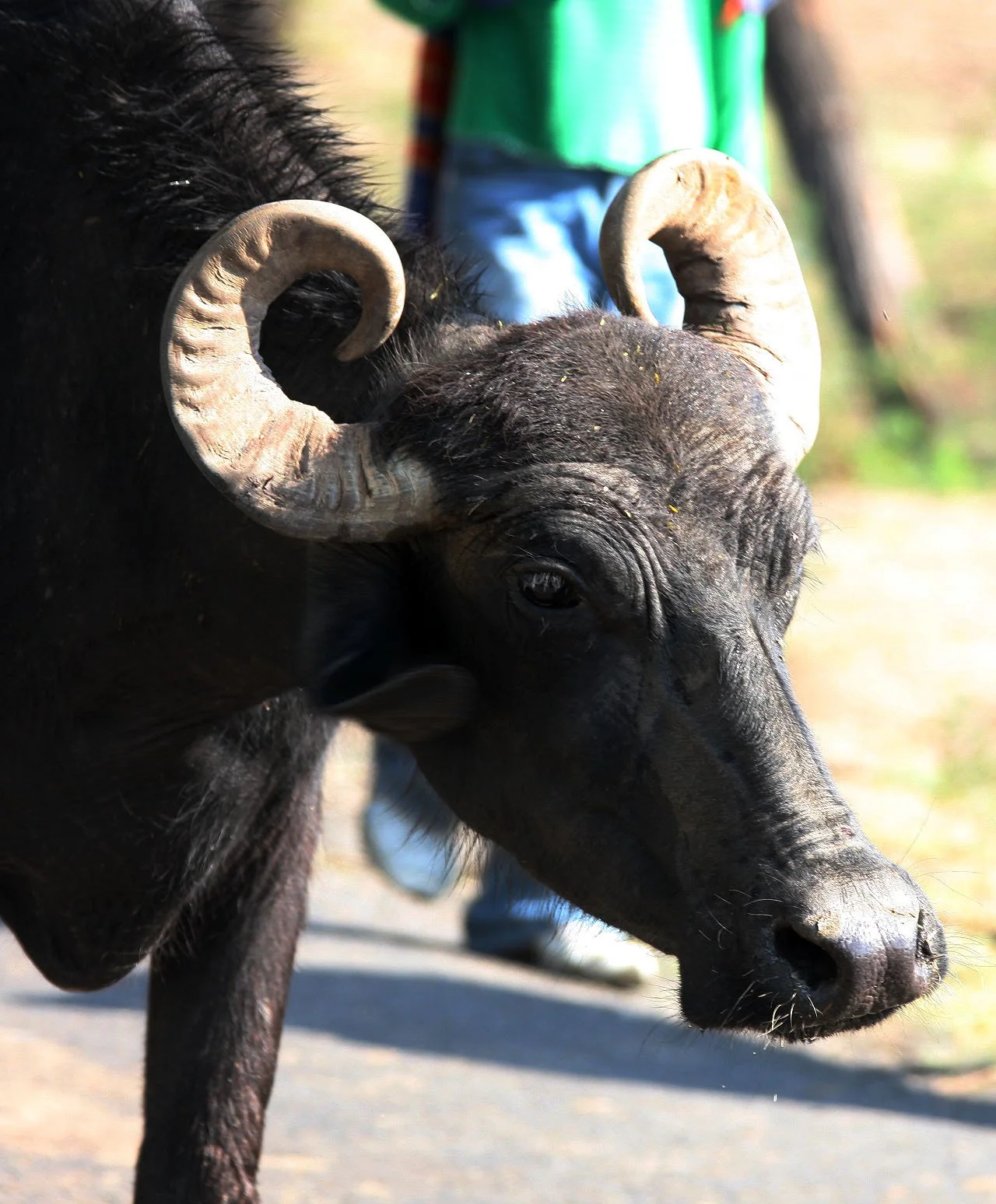 BUFFALO - DOMESTIC RIVER BUFFALO - Bubalus bubalus var. bubalis - LITTLE RANN OF KUTCH GUJARAT INDIA.JPG