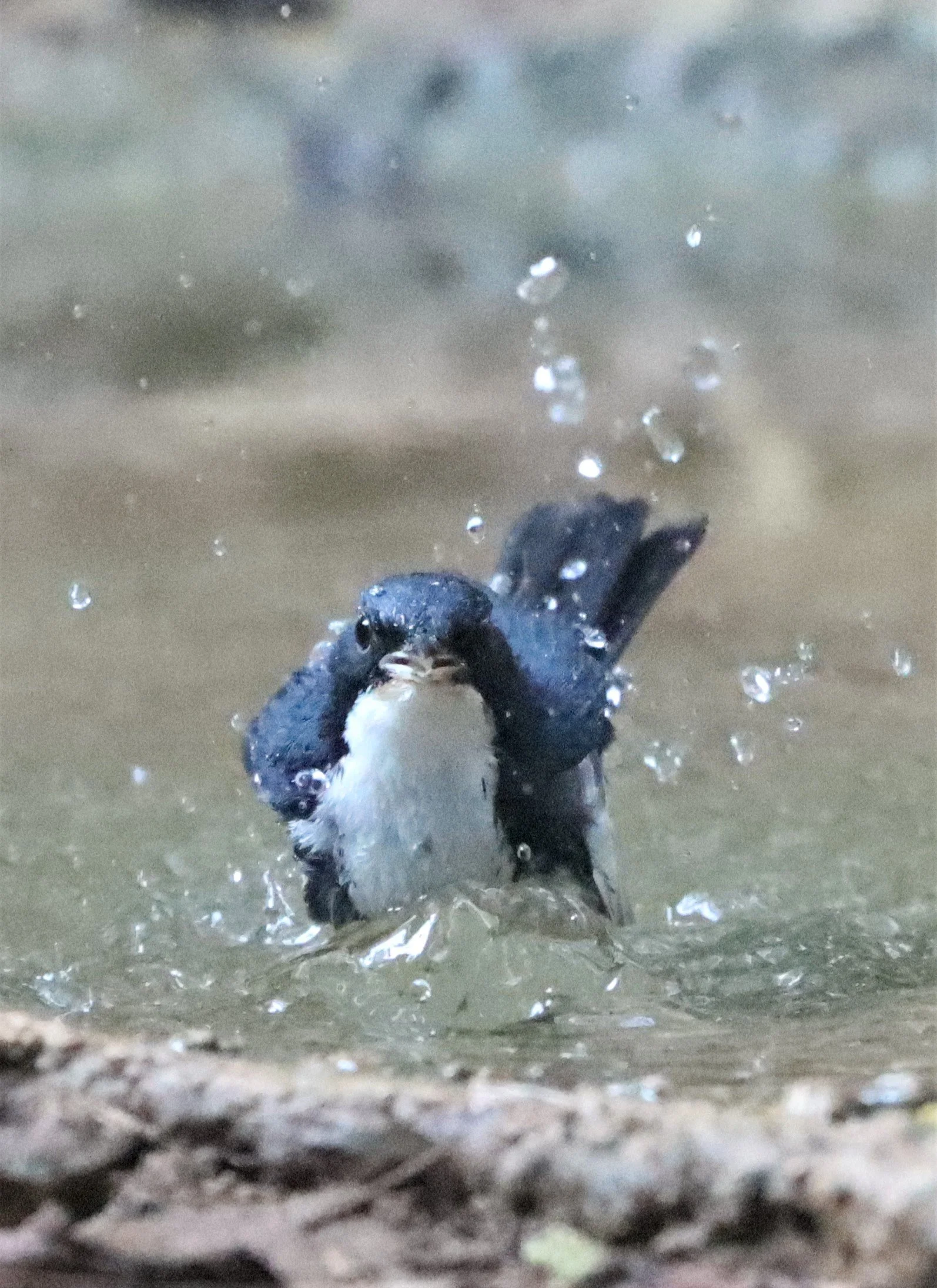 ROBIN - SIBERIAN BLUE ROBIN - Luscinia cyane - NEUNG HIDE, KAENG KRACHAN 2021 (26).jpg