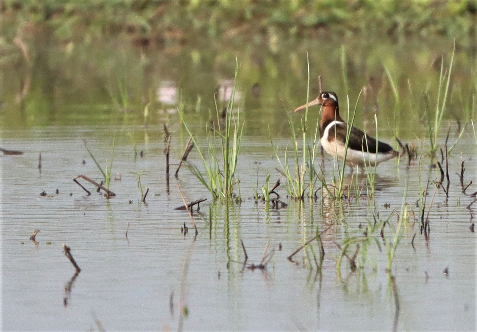 SNIPE - GREATER PAINTED SNIPE - Rostratula benghalensis - PATHUM THANI RICE RESE (81).JPG