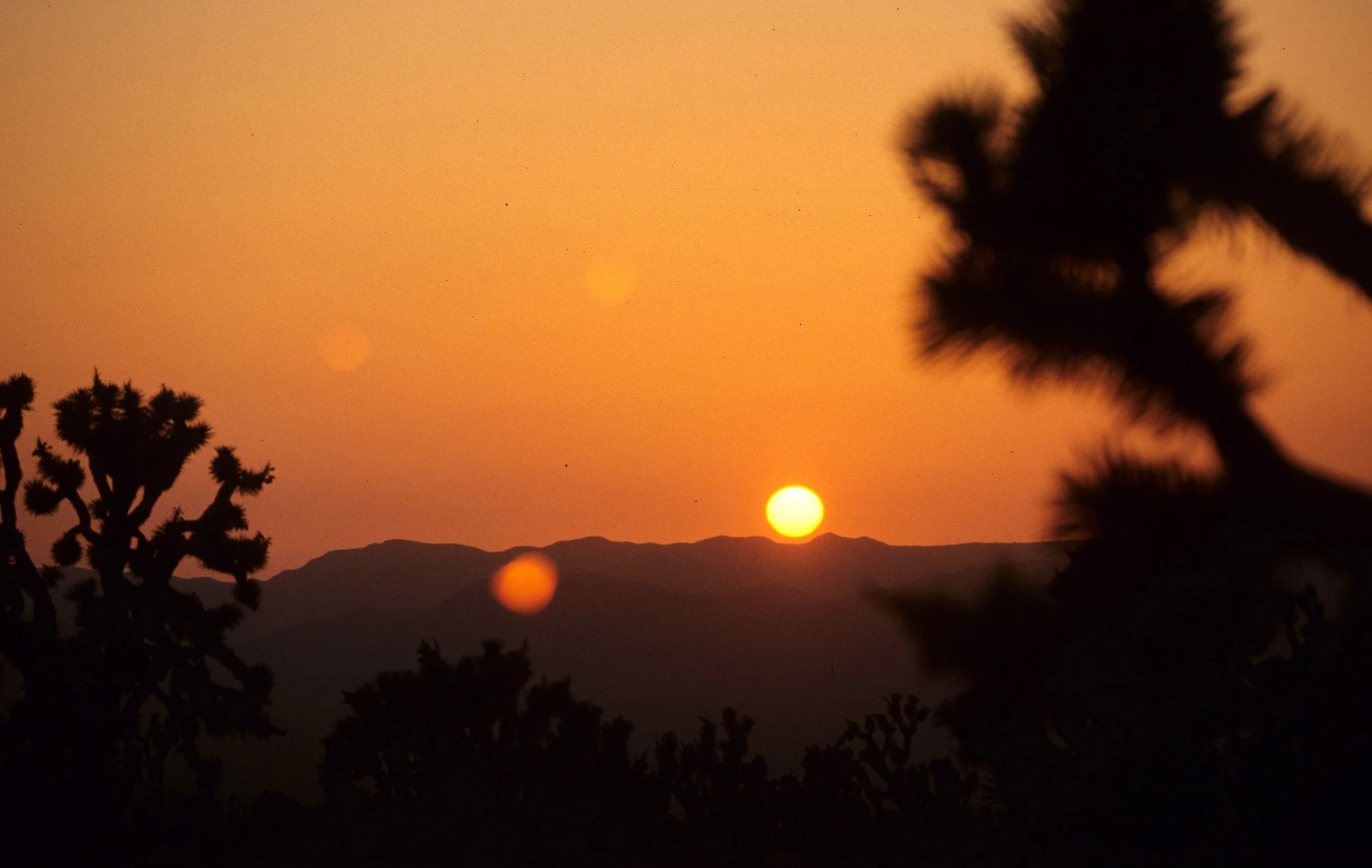 MOJAVE - YUCCA SUNSET D.jpg