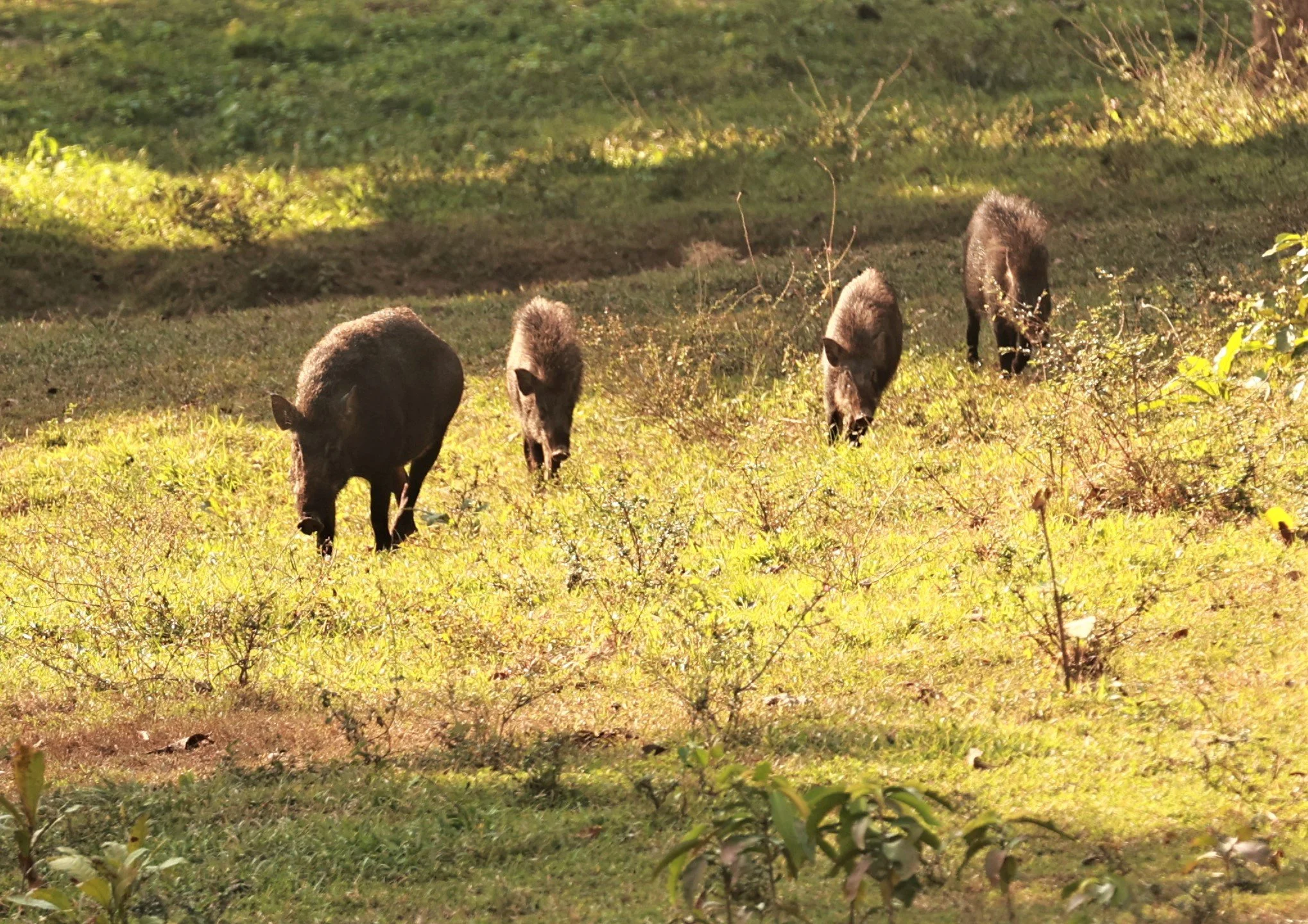 In areas like Eastern Khao Laem, camera trap captures of wild boar rose from just 41 independent captures in 2022 to 343 in the first half of 2025. Predictive maps from 2025 show higher concentrations of wild boar in Thailand's western and northern r
