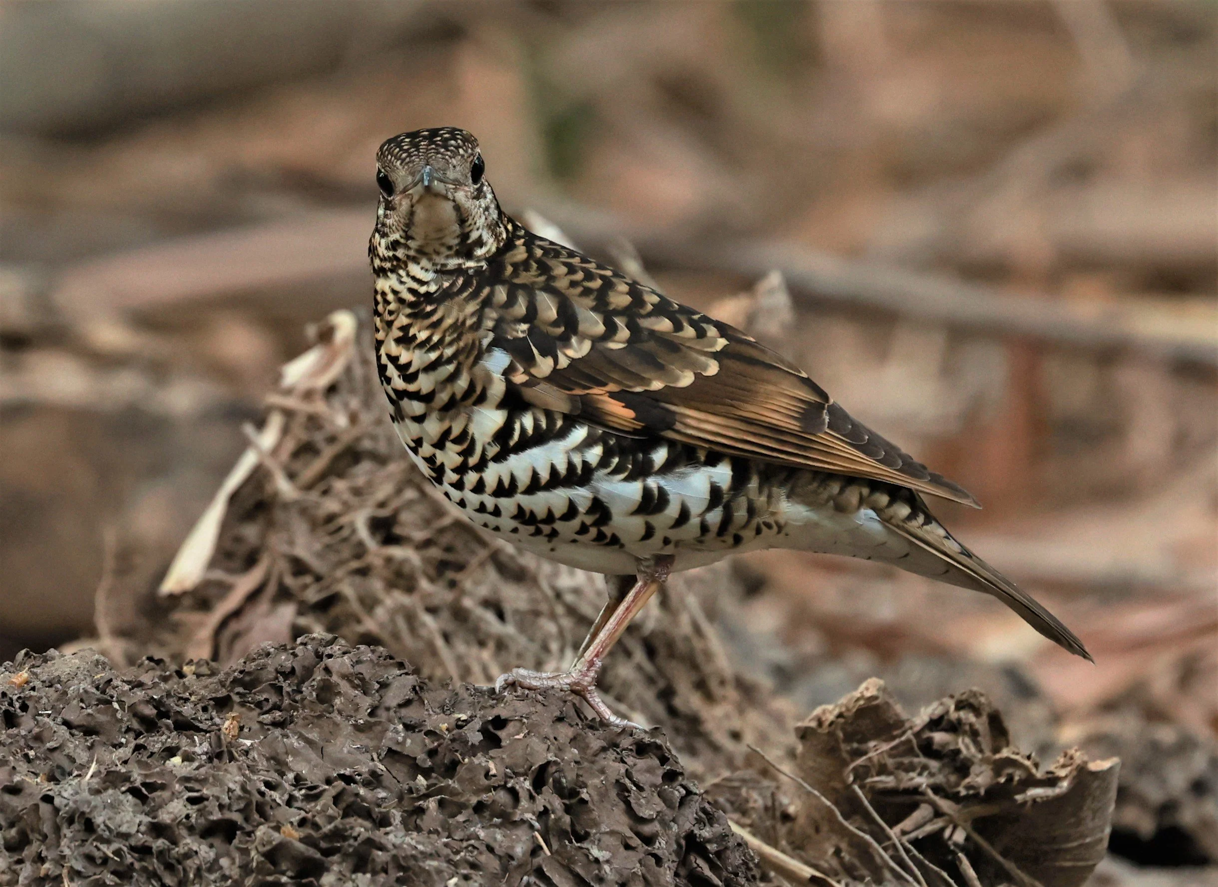 White's Thrush (Zoothera aurea) Putthamonthon Park Nakhon Pathom Thailand (117).jpg