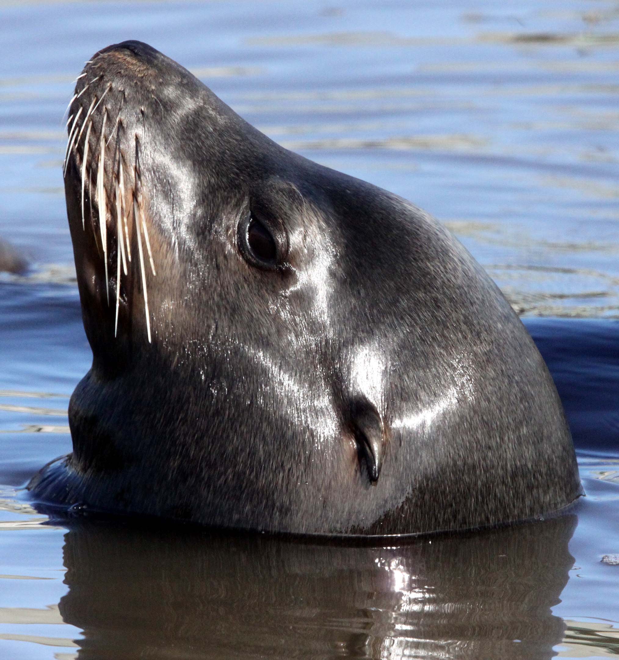 Zalophus californianus - CALIFORNIA SEA LION - ELKHORN SLOUGH CALIFORNIA (2).JPG