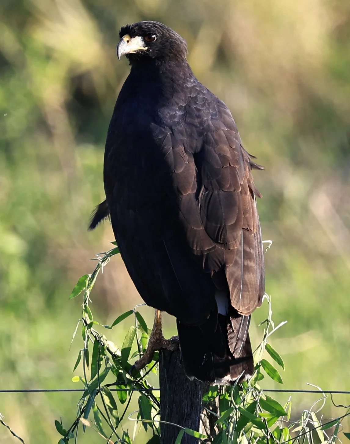 Great Black Hawk (Buteogallus urubitinga) Wetlands along Road between Pozo Colorado & Asuncion (7).jpg
